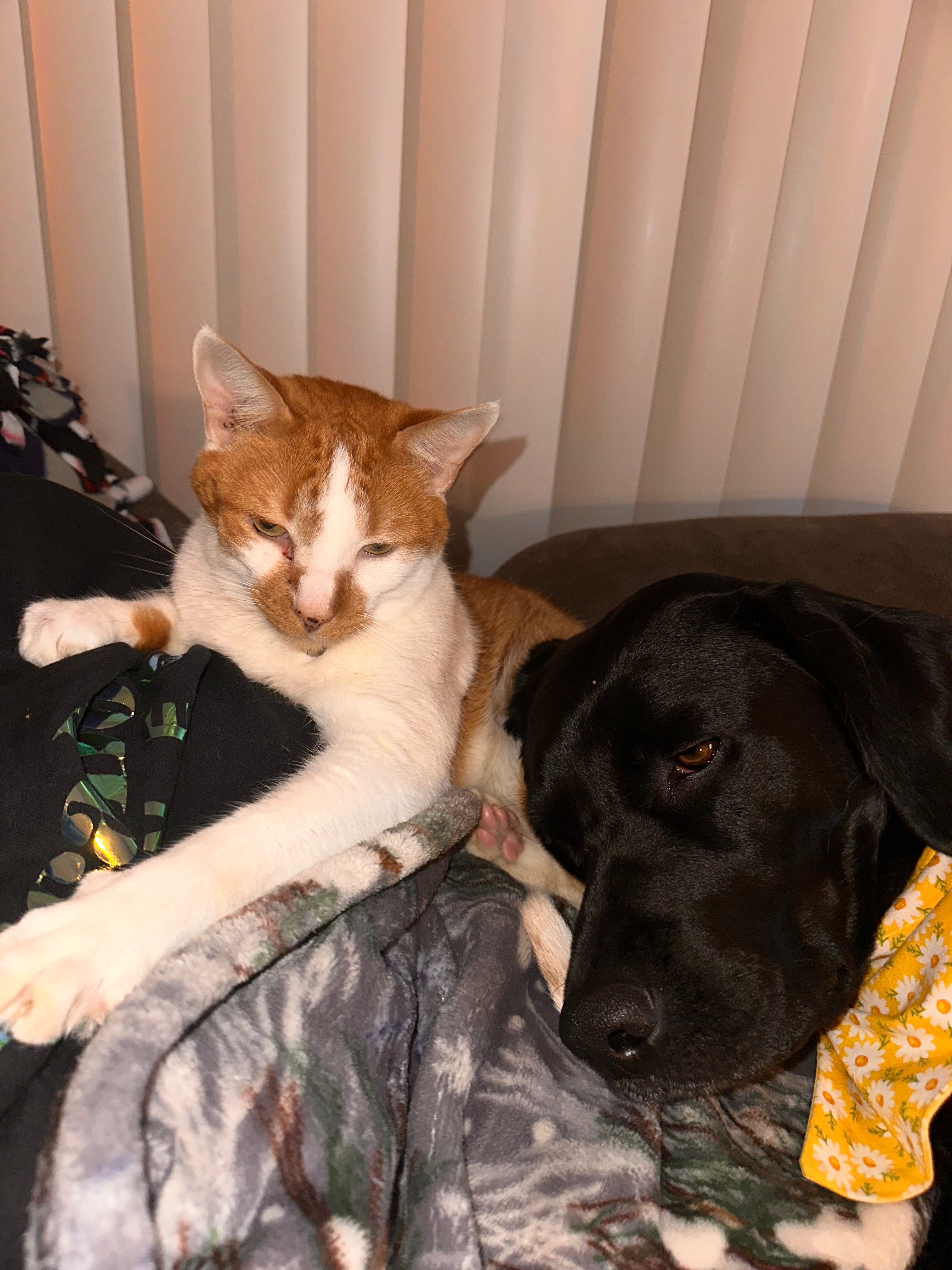 Help Bug Get Lifesaving Care campaign photo, 2 of 7