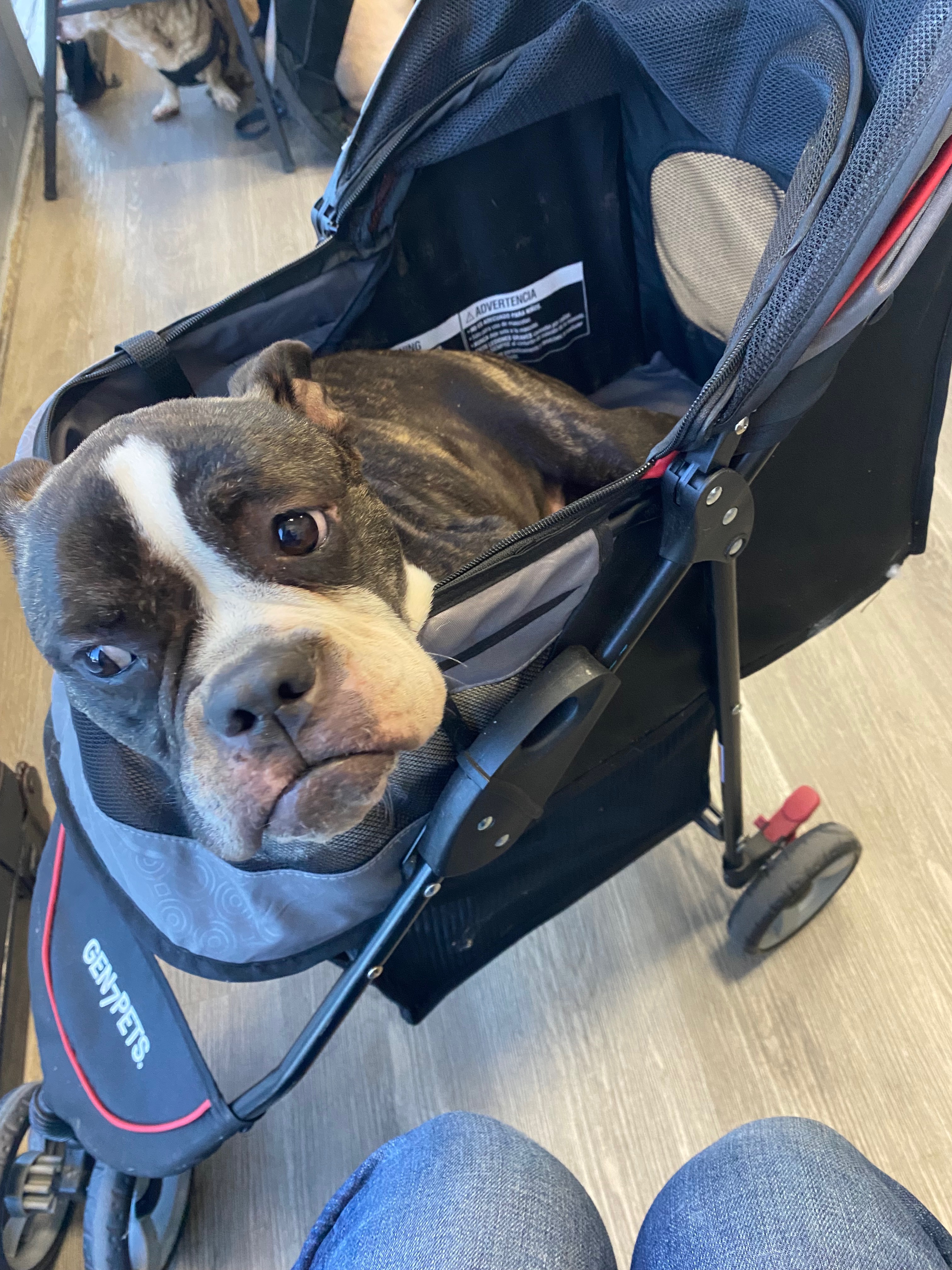 Need help for her bloodwork. Antibiotics shot and getting am campaign photo, 4 of 6