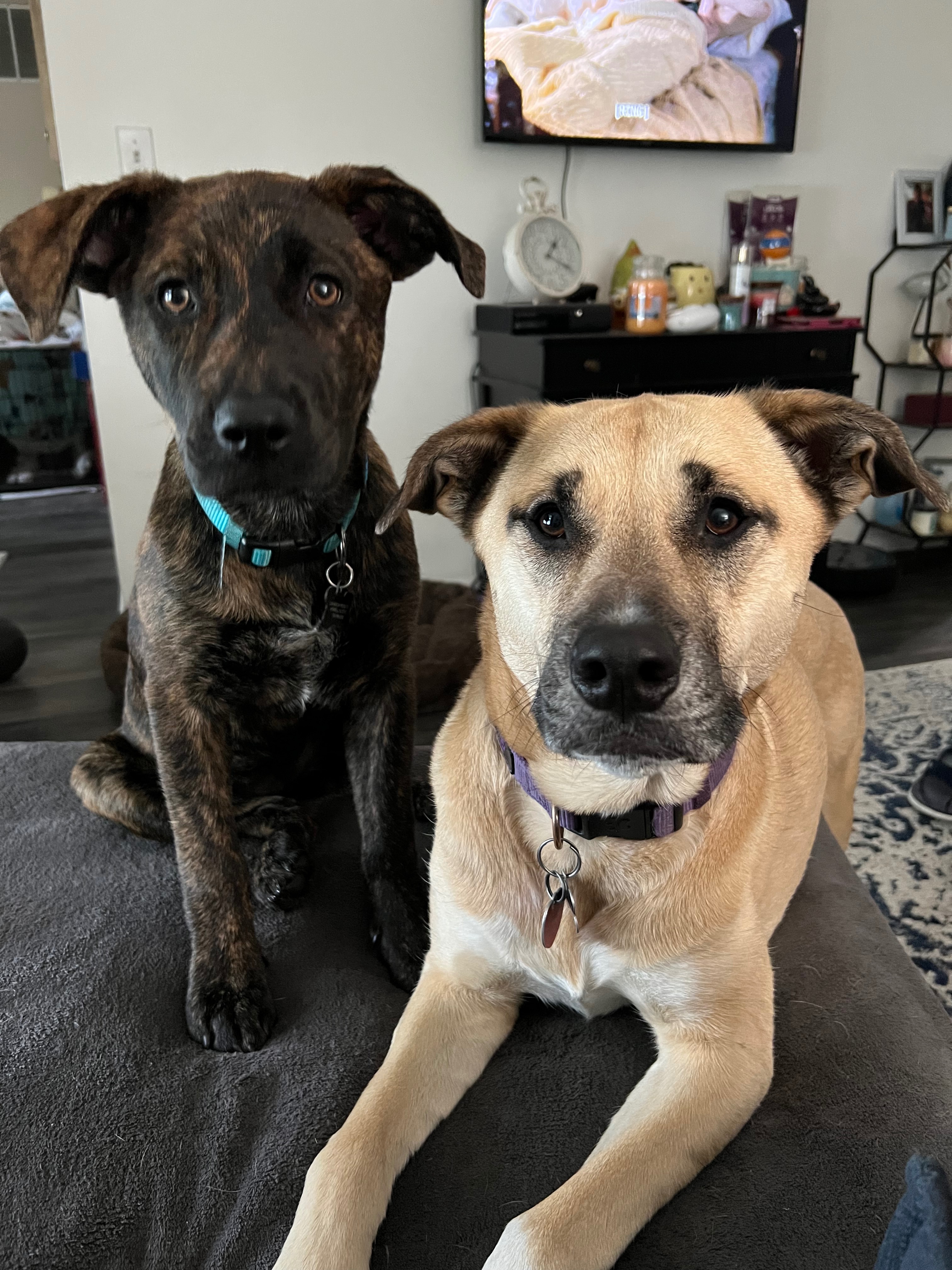 Help Kacey Get Surgery campaign photo, 2 of 8