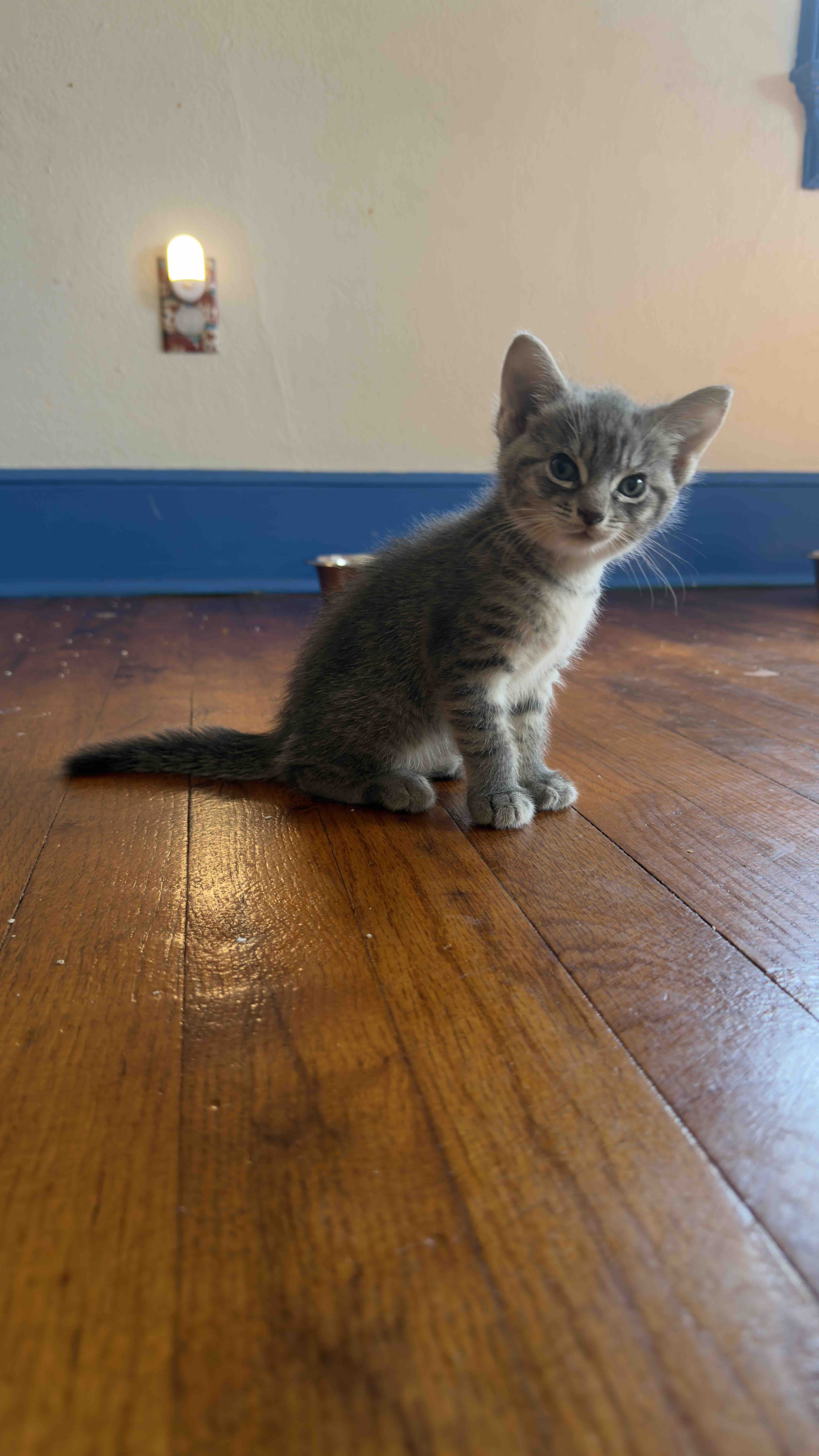 Help our colony cats. campaign photo, 2 of 8