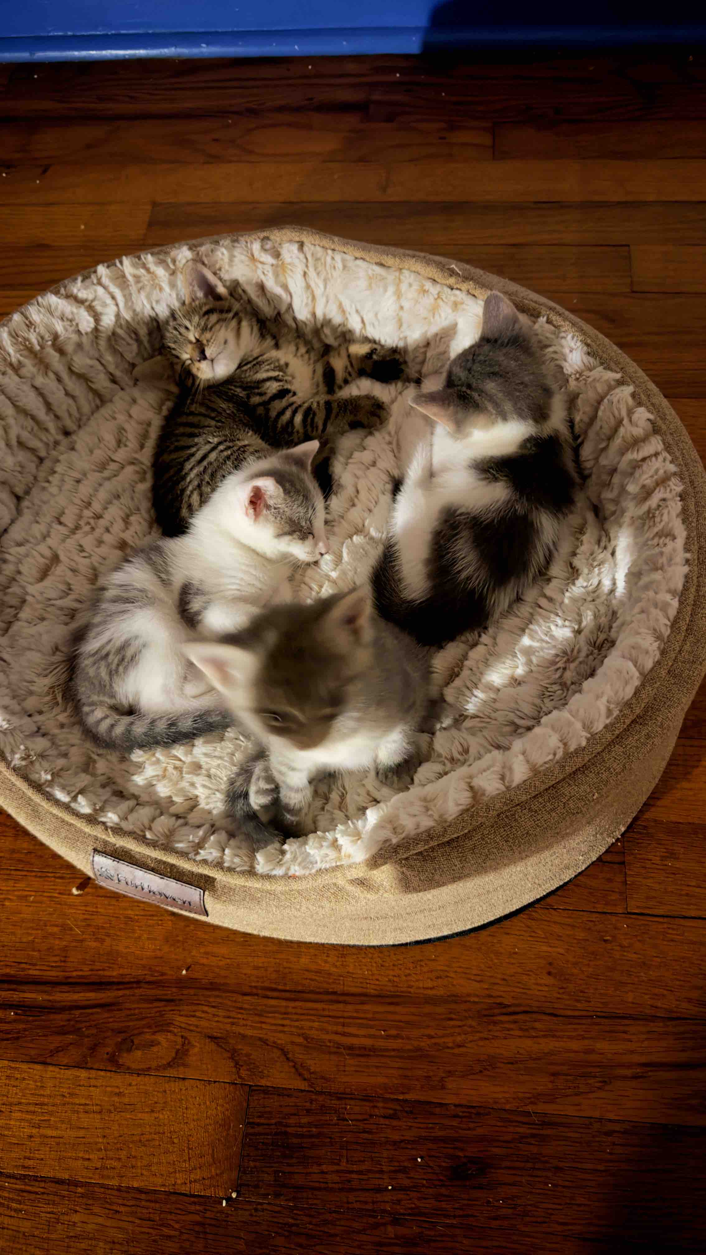 Help our colony cats. campaign photo, 4 of 8