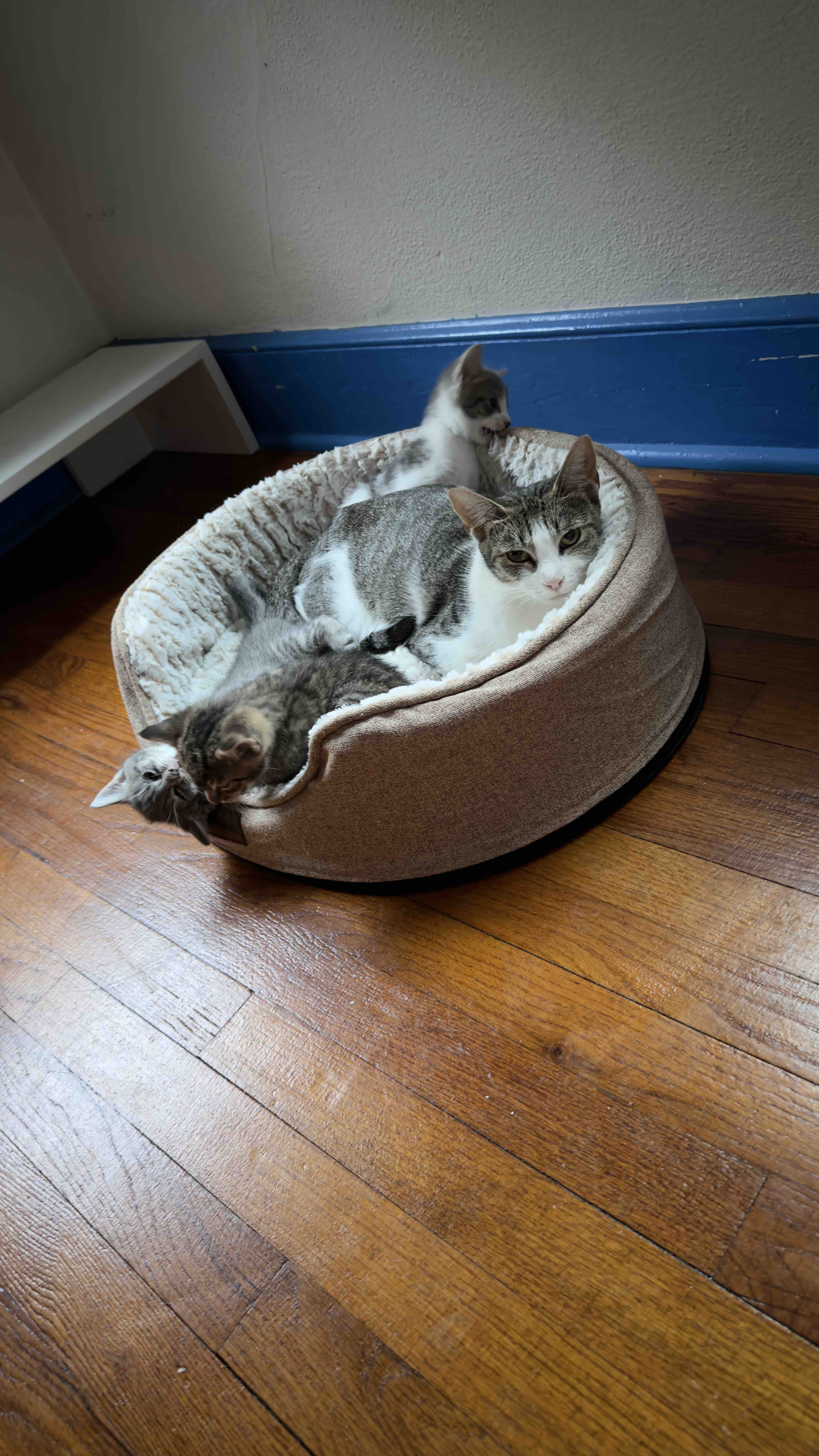 Help our colony cats. campaign photo, 5 of 8