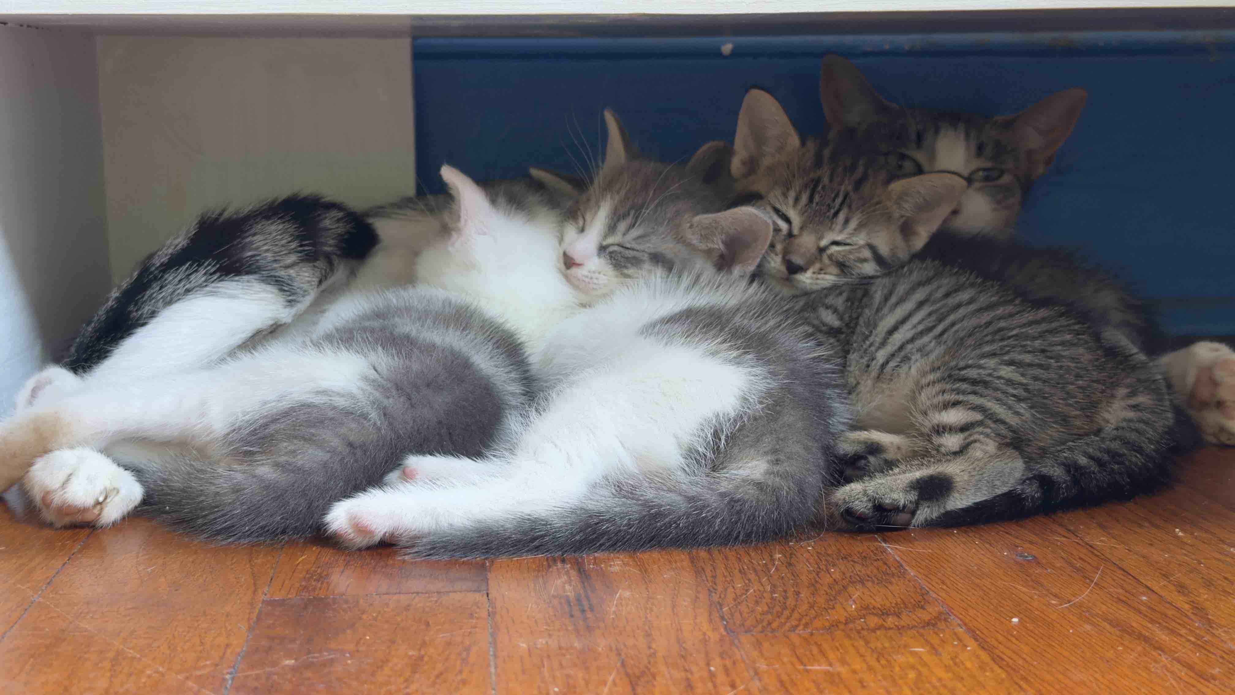 Help our colony cats. campaign photo, 6 of 8
