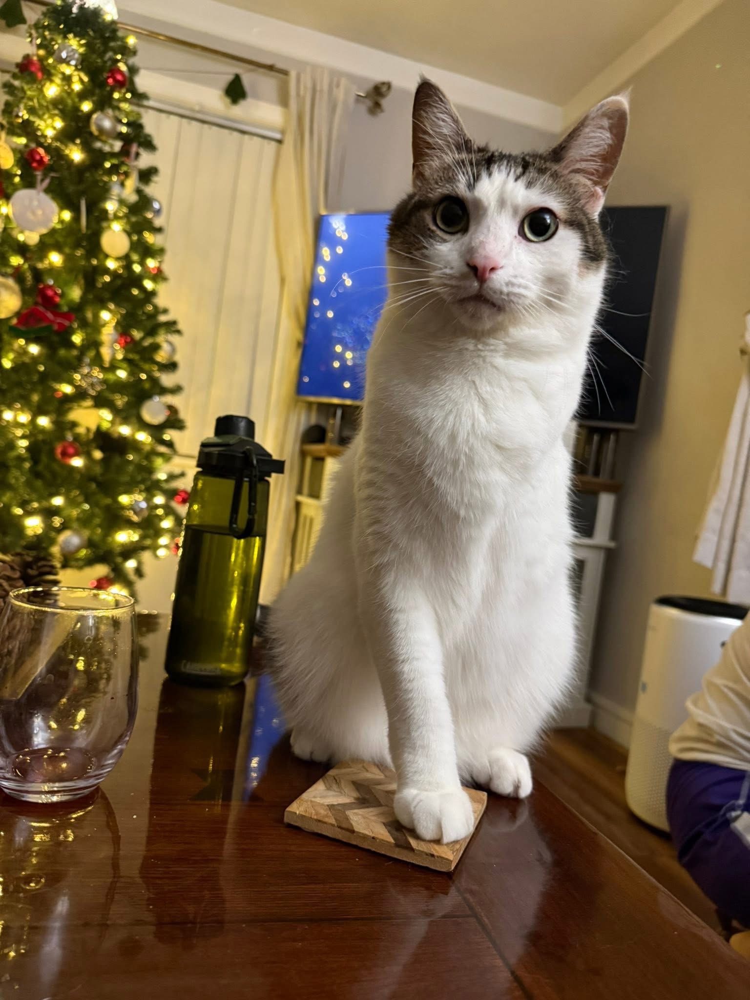 Help Danielle's Cat Nolan Get the Care He Needs campaign photo, 7 of 8