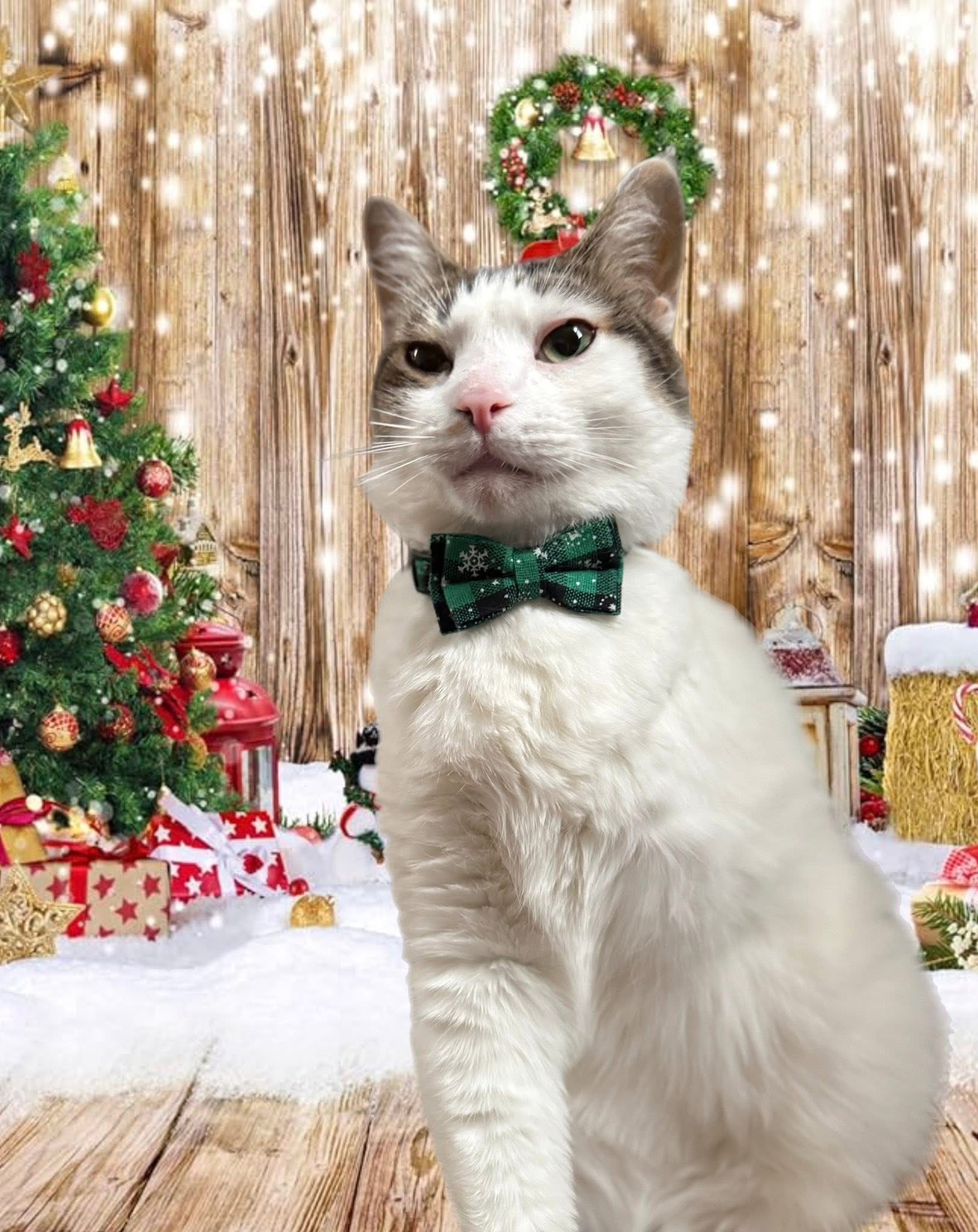 Help Danielle's Cat Nolan Get the Care He Needs campaign photo, 6 of 8