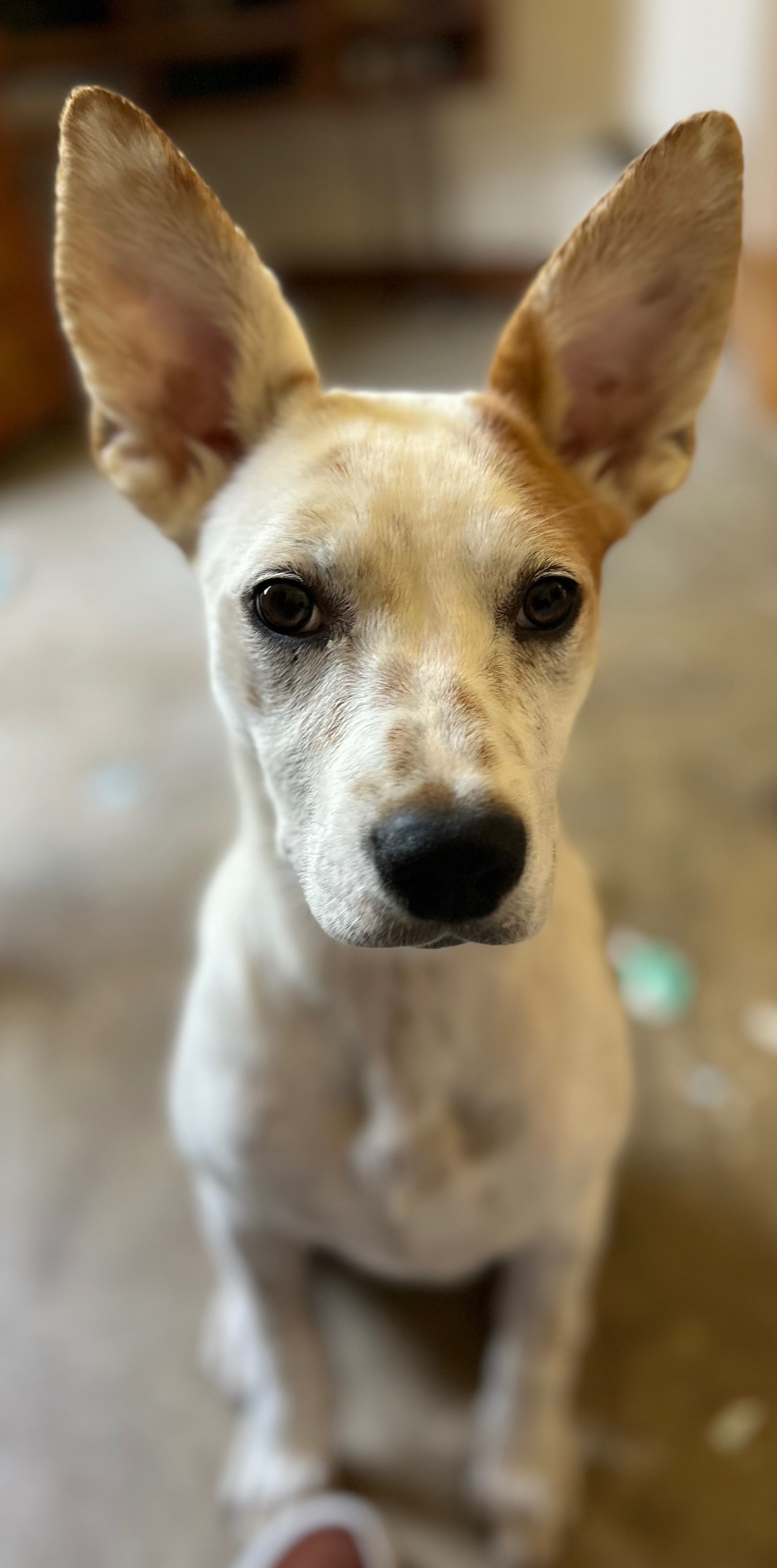 Help Us Build Safe Fencing for Our Rescues campaign photo, 6 of 7