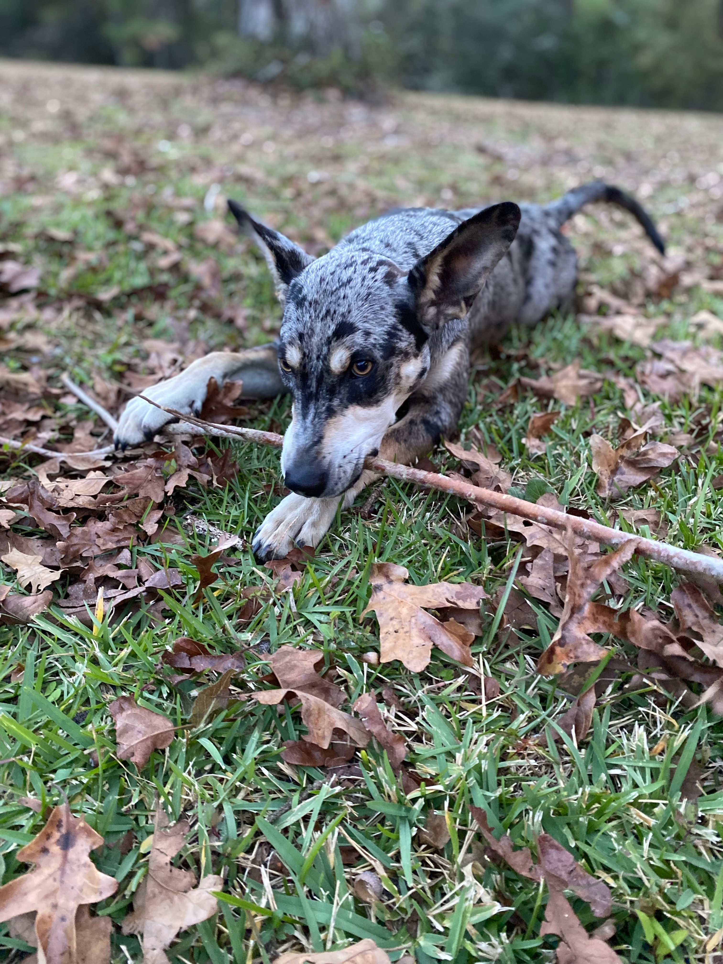 Help Us Build Safe Fencing for Our Rescues campaign photo, 4 of 7