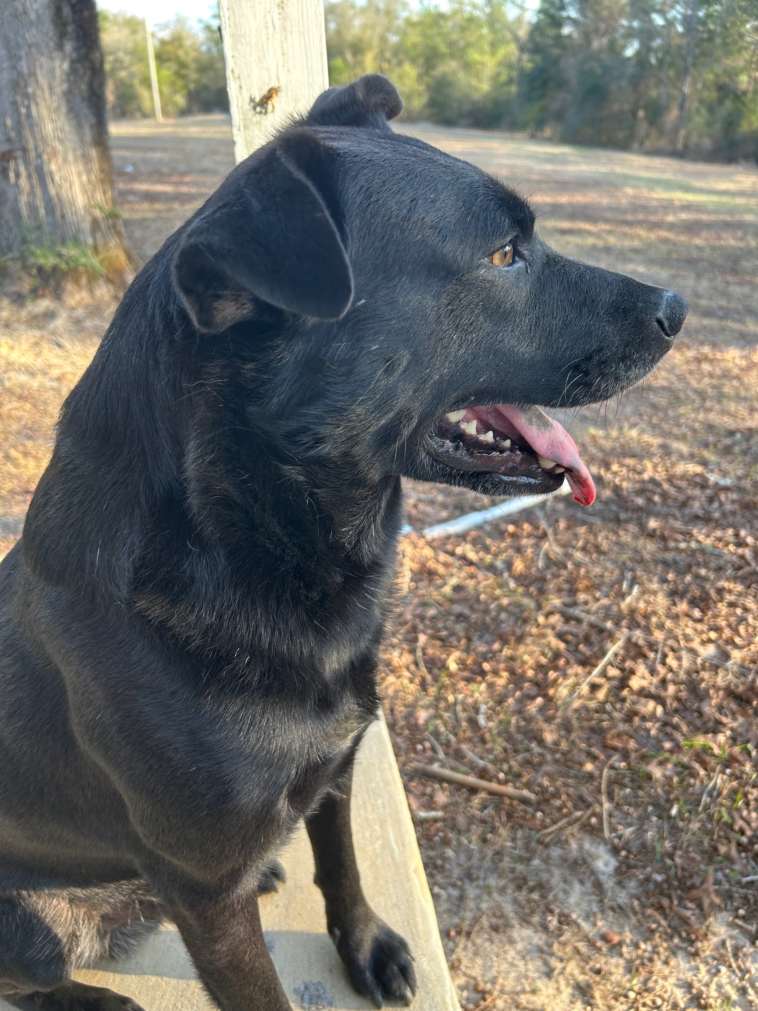 Help Us Build Safe Fencing for Our Rescues campaign photo, 5 of 7