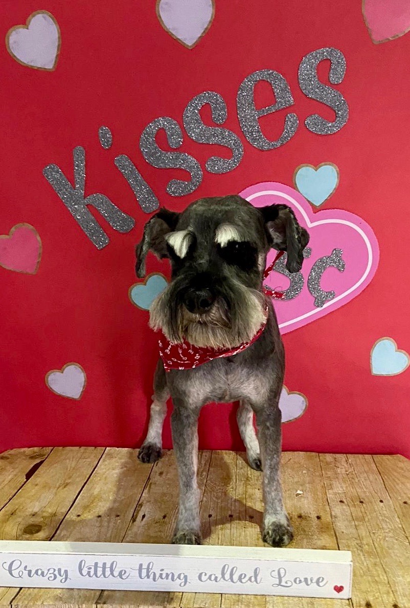 Help Ziggy Live His Best Final Days campaign photo, 7 of 8