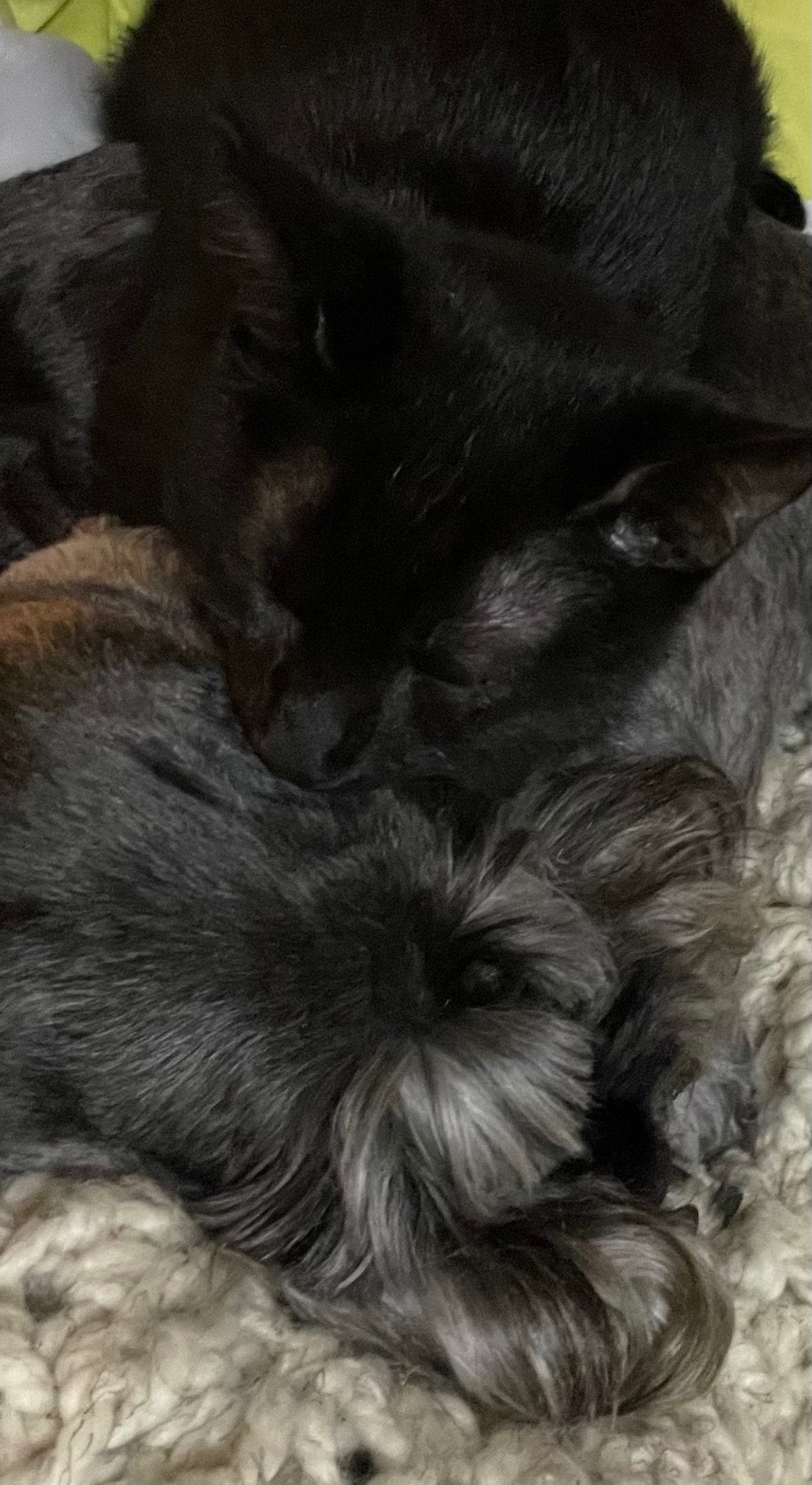 Help Ziggy Live His Best Final Days campaign photo, 2 of 8