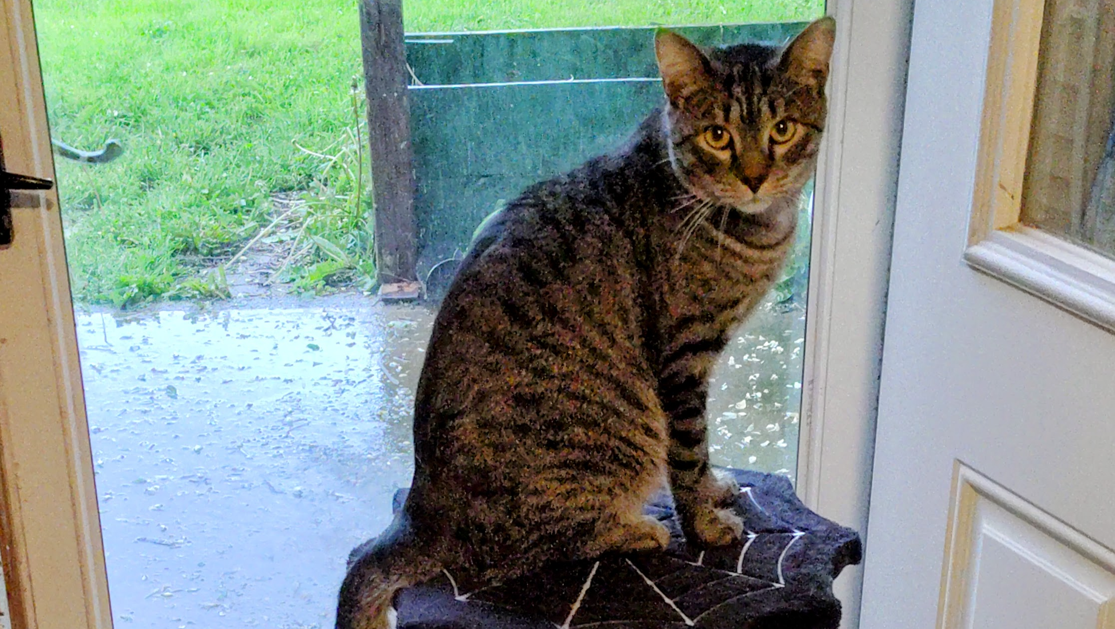 Ozzy’s Urgent Veterinary Care