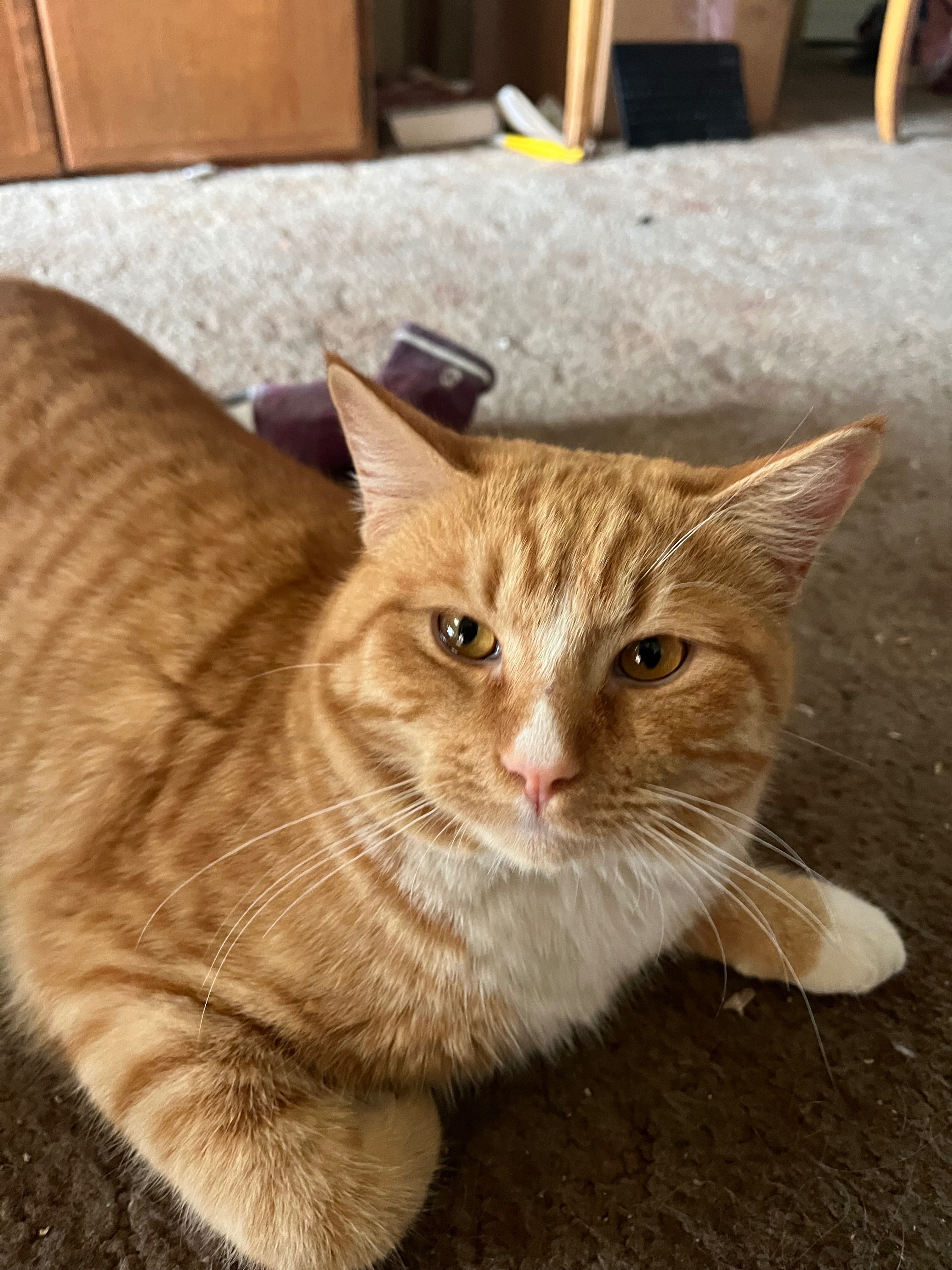 Help Neuter a Stray Cat for a Forever Home campaign photo, 2 of 4