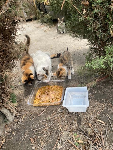 Help Lisette Feed and Heal Stray Cats campaign photo, 7 of 8
