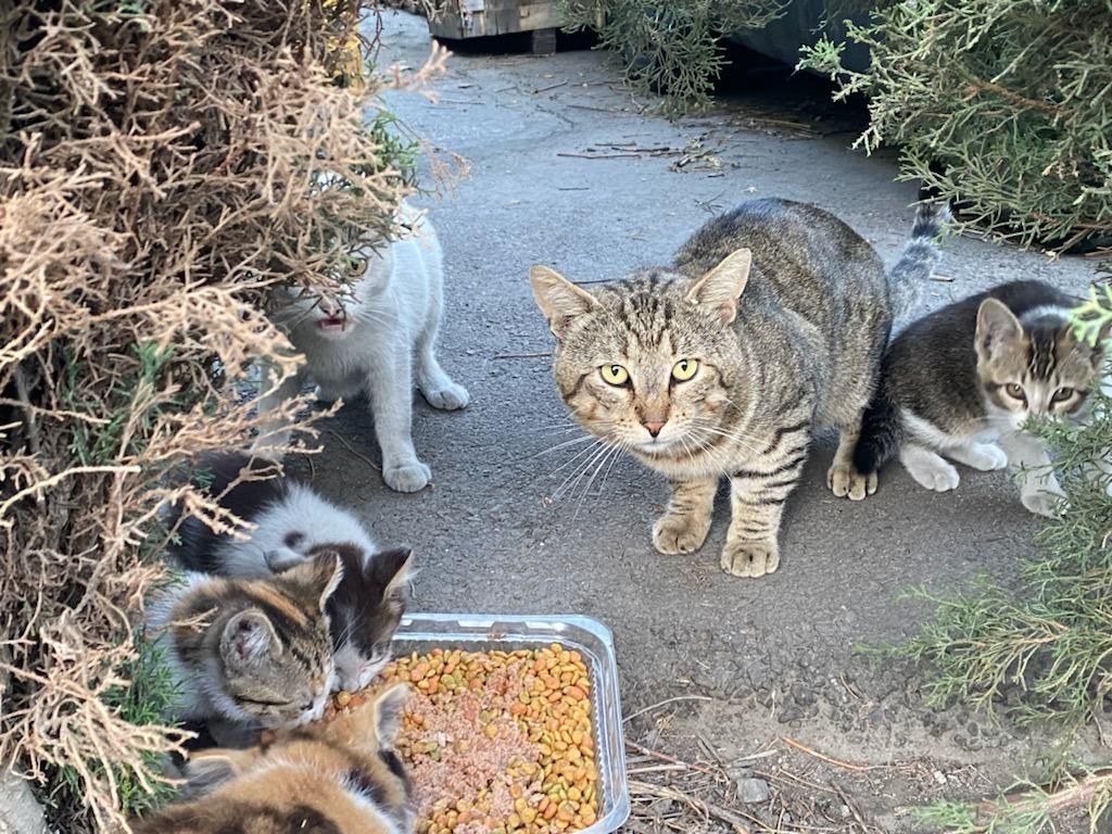 Help Lisette Feed and Heal Stray Cats campaign photo, 2 of 8