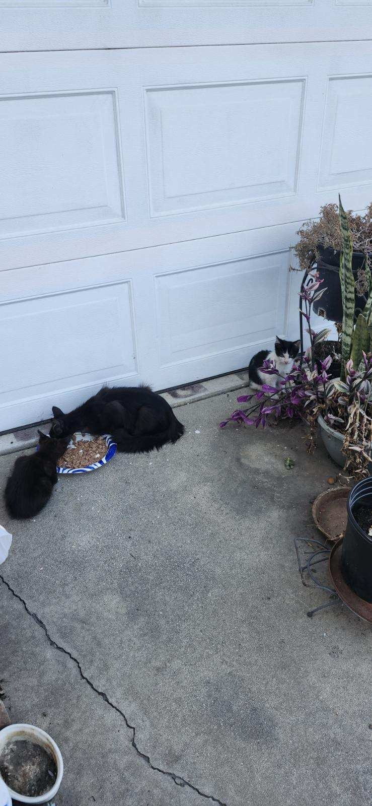 Help Lisette Feed and Heal Stray Cats campaign photo, 4 of 8