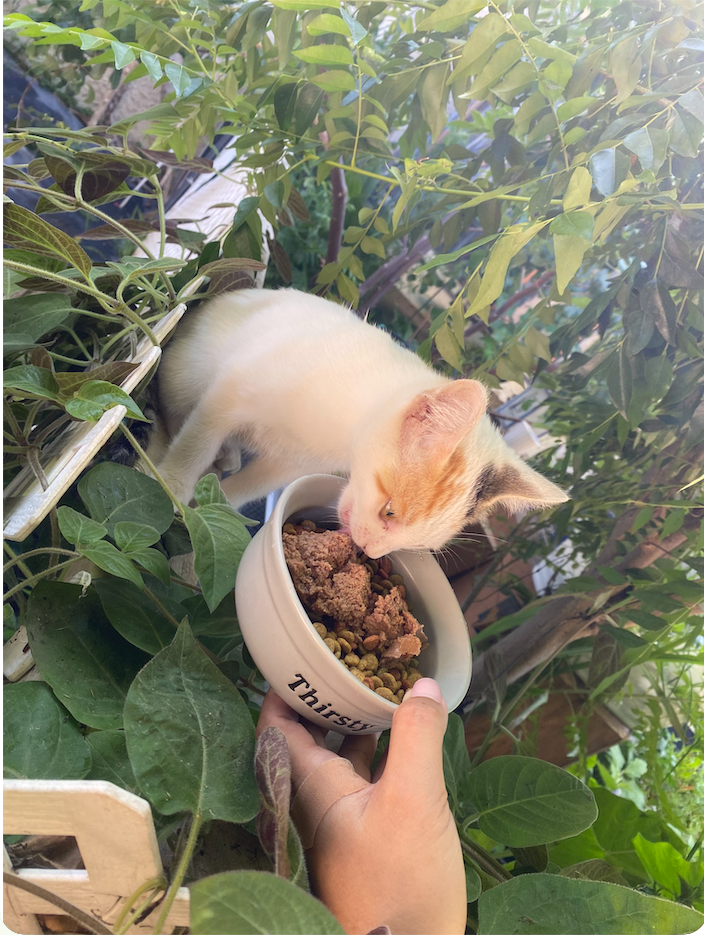 Help Lisette Feed and Heal Stray Cats campaign photo, 5 of 8
