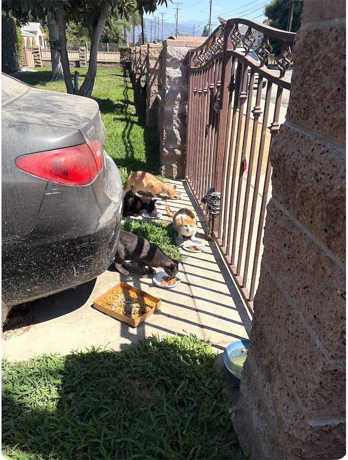 Help Lisette Feed and Heal Stray Cats campaign photo, 6 of 8