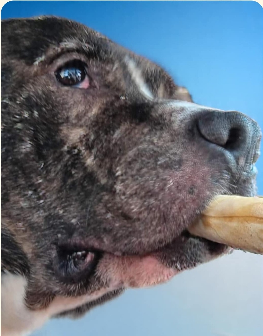 Support Chops' Fight for Life campaign photo, 2 of 5