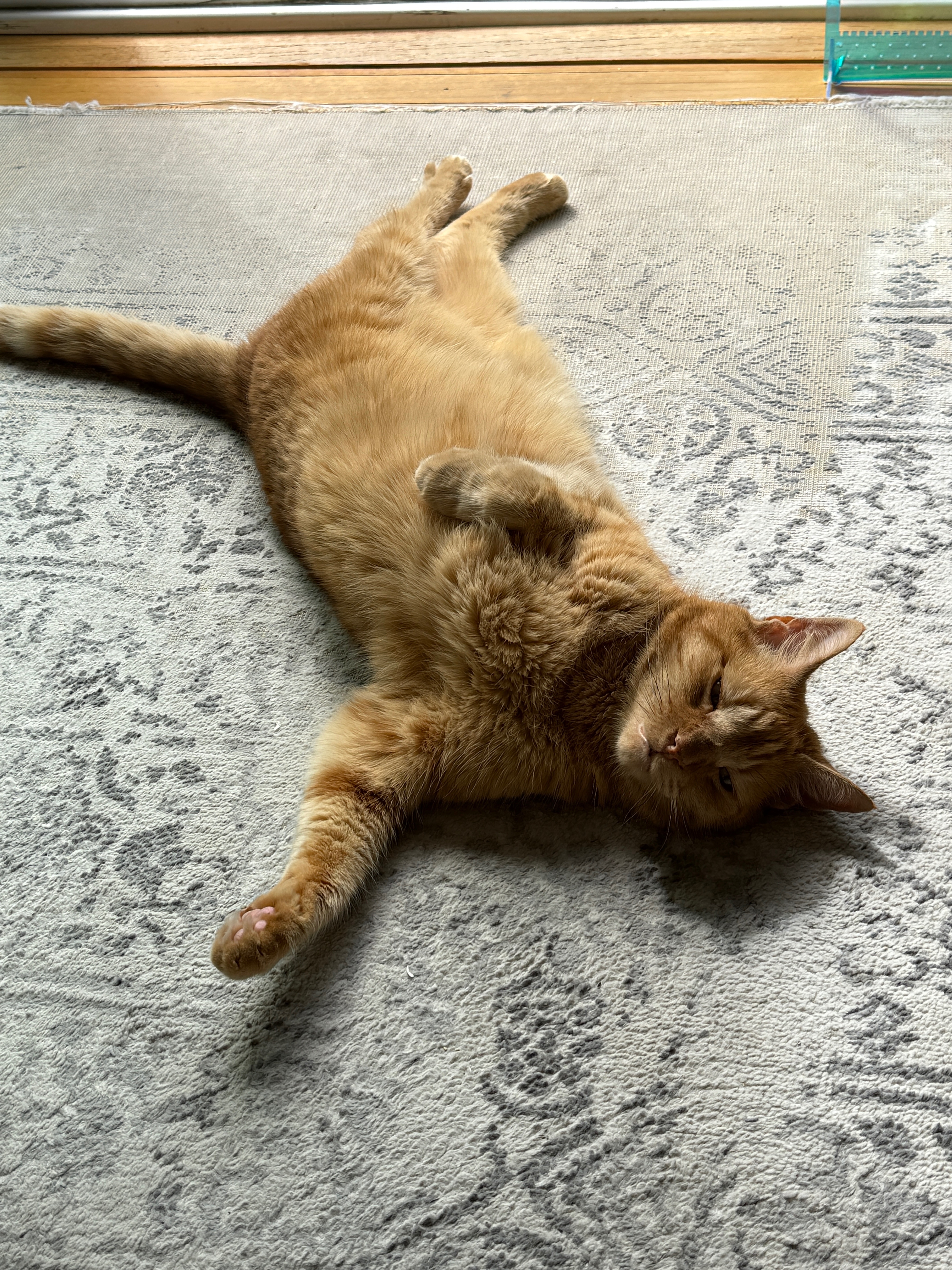 Help Mango Get the Care He Needs campaign photo, 6 of 8