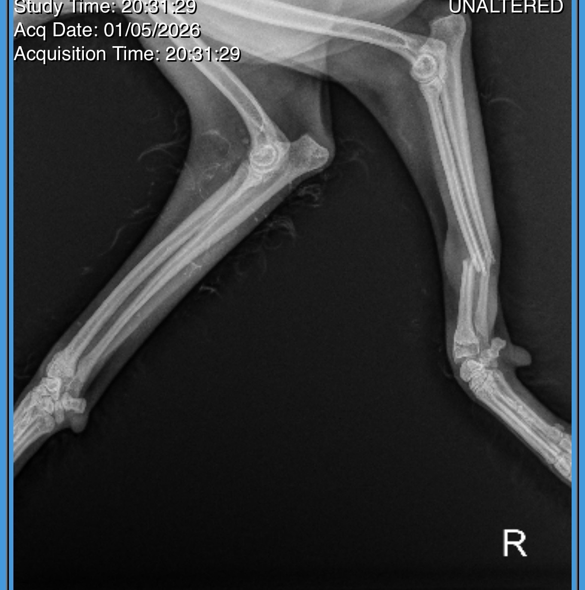 Support Our Puppy’s Recovery campaign photo, 2 of 6