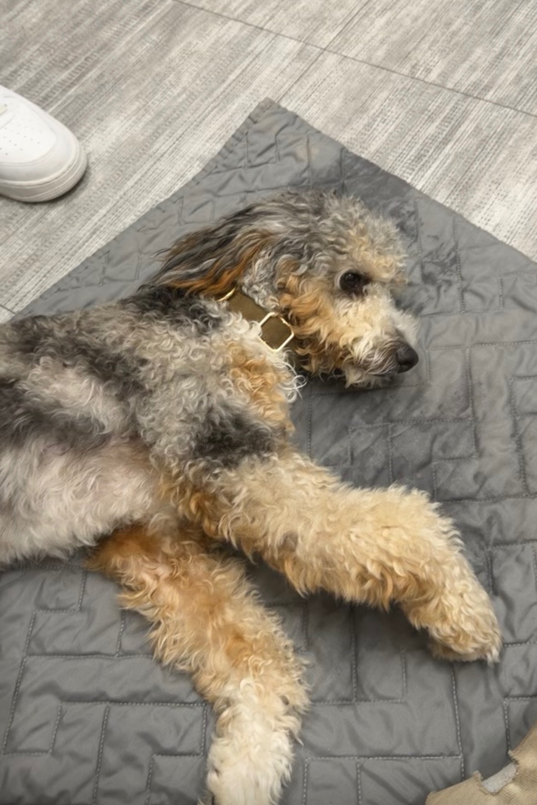 Support Our Puppy’s Recovery campaign photo, 5 of 6