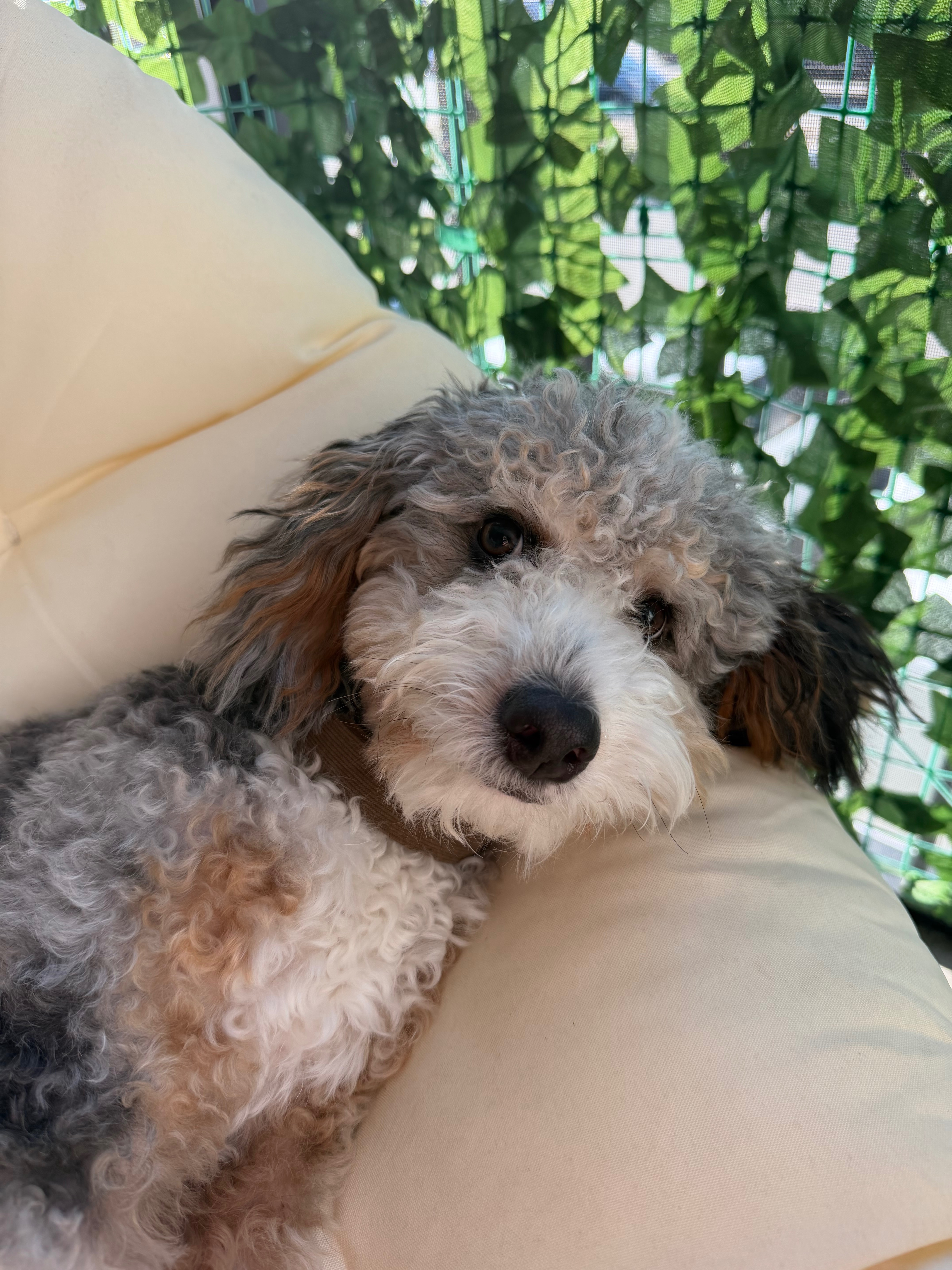 Support Our Puppy’s Recovery campaign photo, 4 of 6