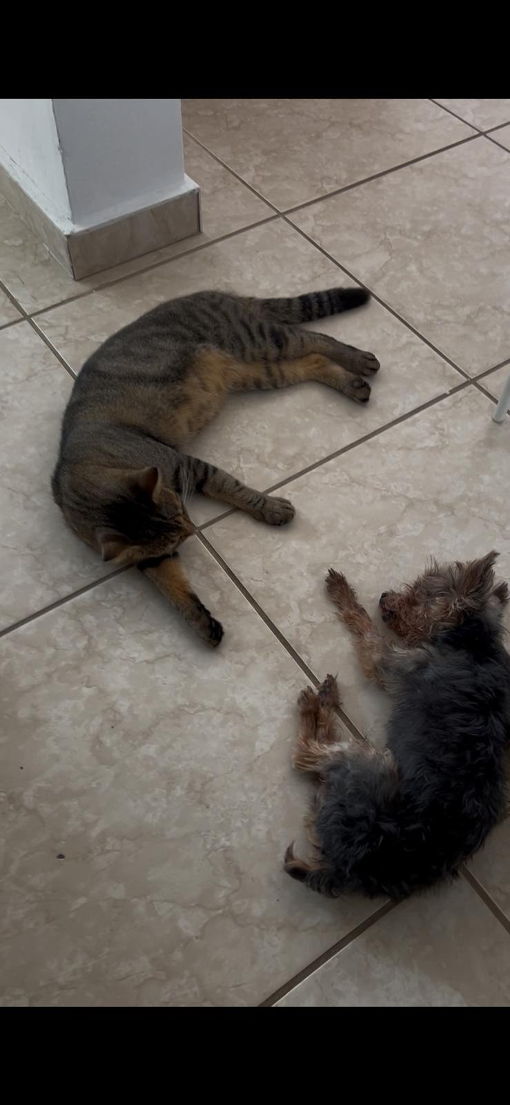 Support Benito's Life-Saving Surgery campaign photo, 2 of 8