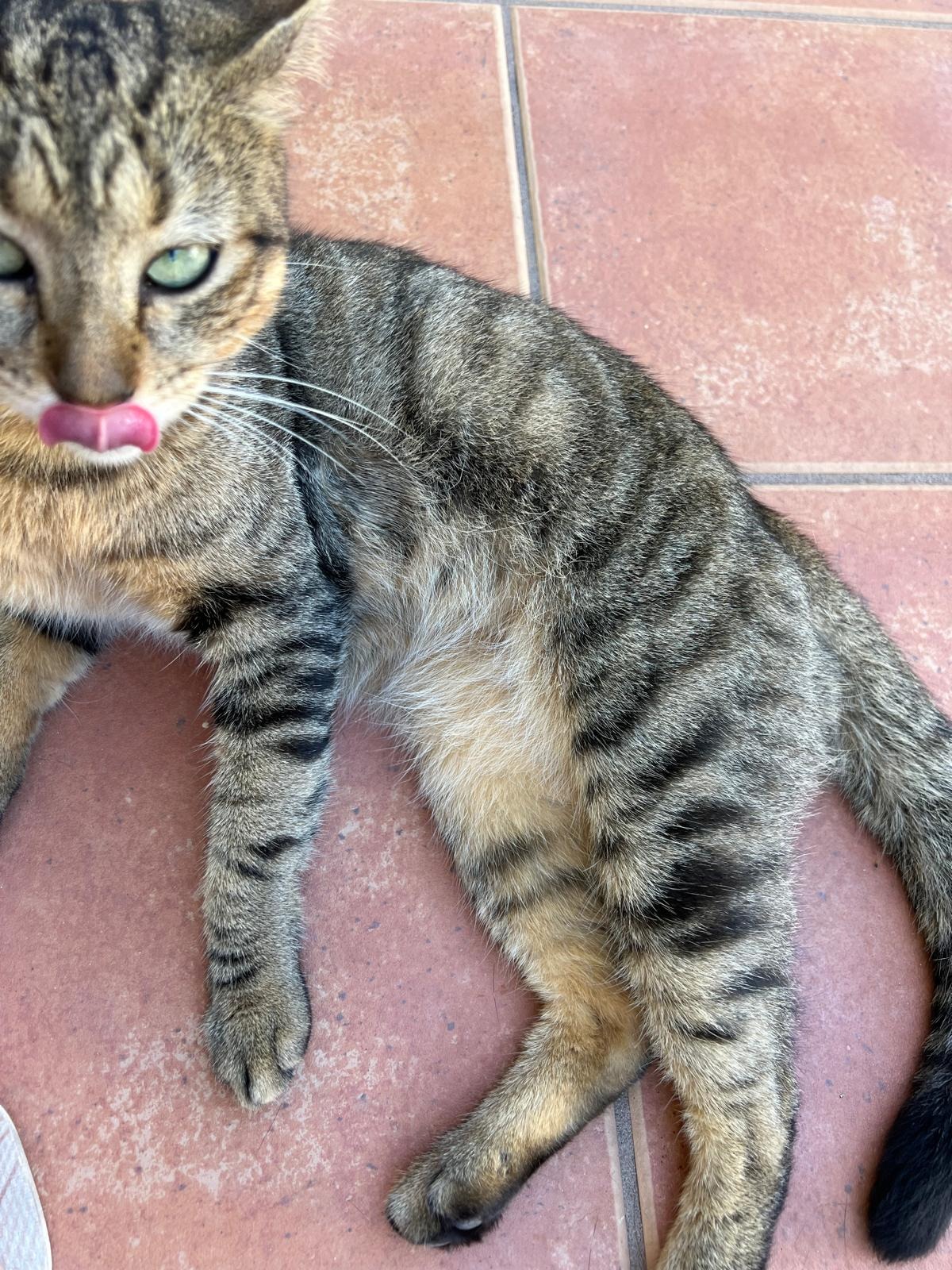 Support Benito's Life-Saving Surgery campaign photo, 4 of 8
