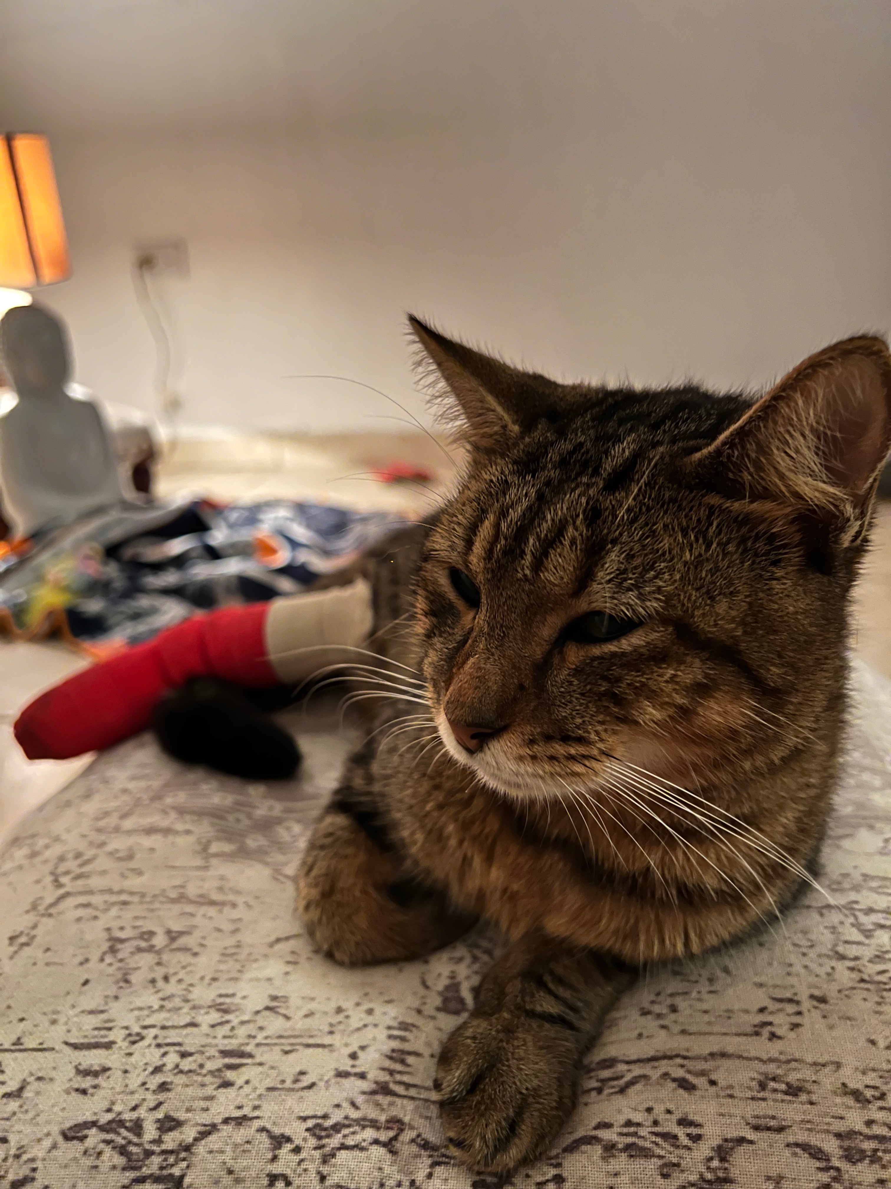 Support Benito's Life-Saving Surgery campaign photo, 5 of 8