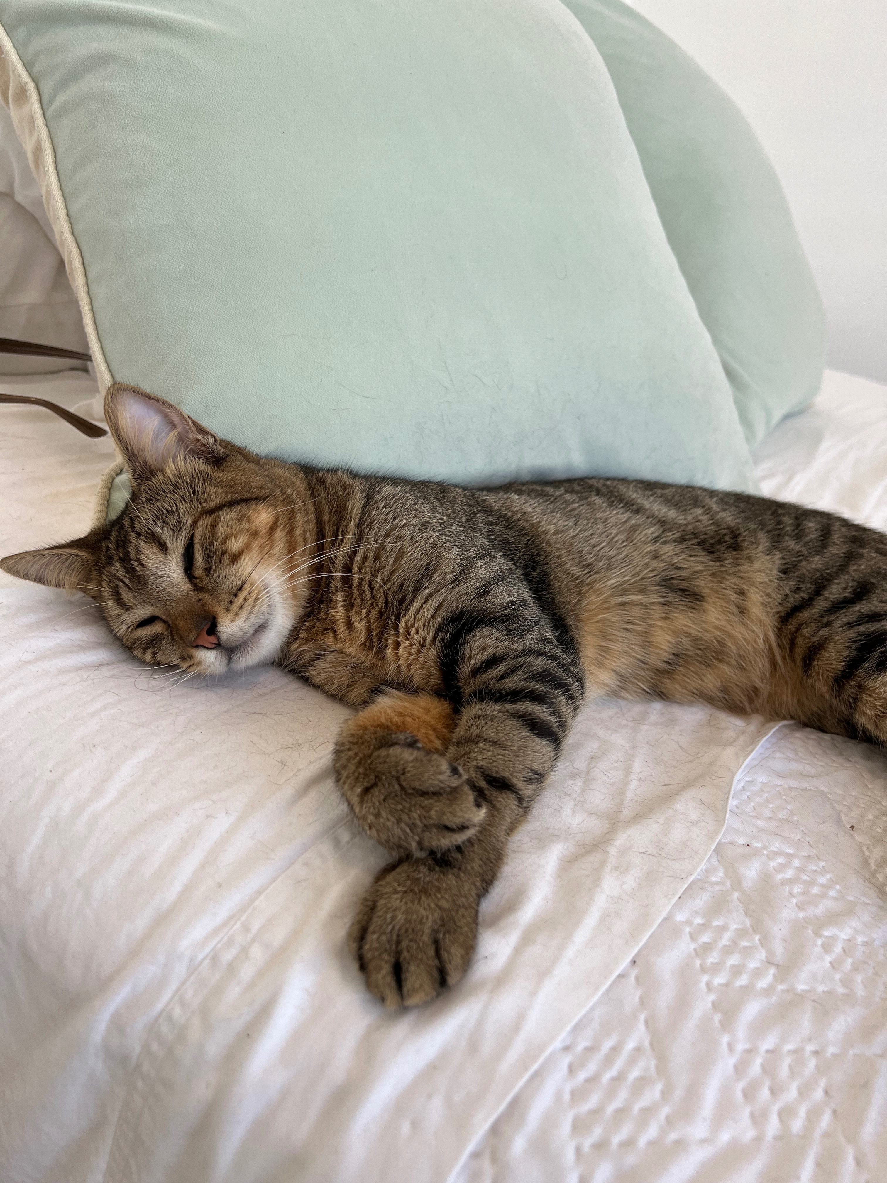 Support Benito's Life-Saving Surgery campaign photo, 6 of 8