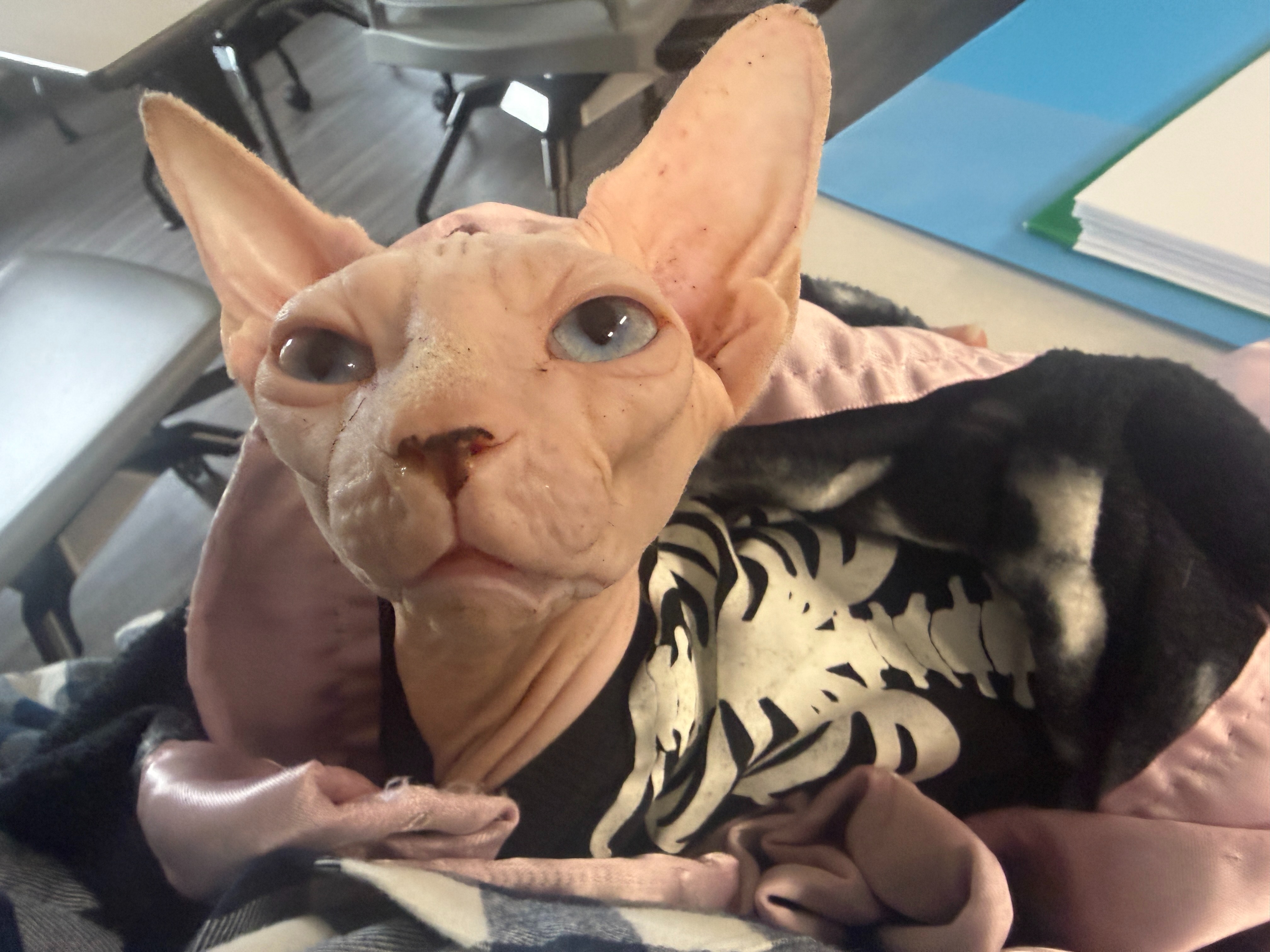 Help Ghoul (“Murmur”) Get the Chance He Deserves campaign photo, 7 of 8