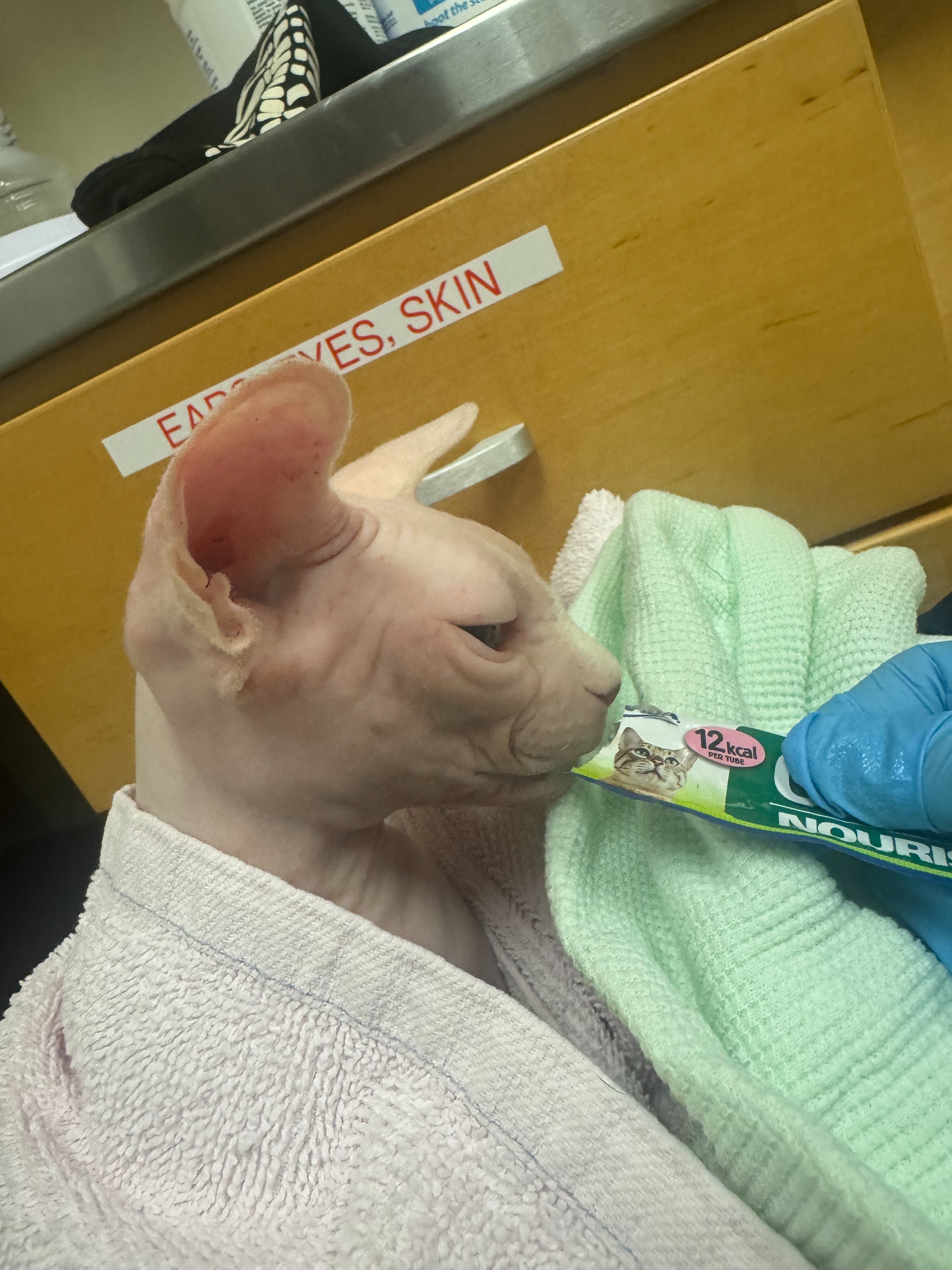 Help Ghoul (“Murmur”) Get the Chance He Deserves campaign photo, 2 of 8
