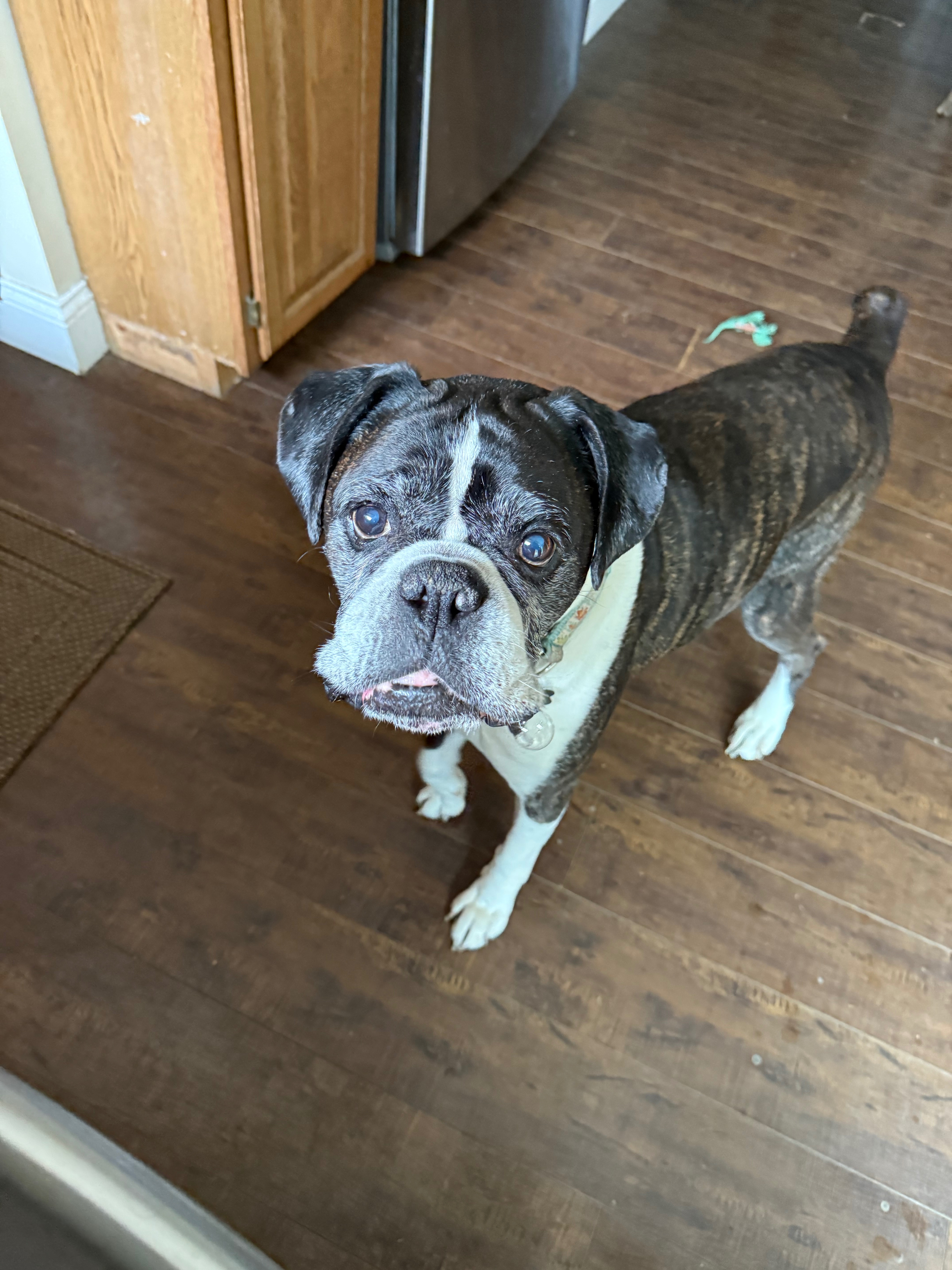 Help Junior Get Lifesaving Surgery campaign photo, 4 of 8