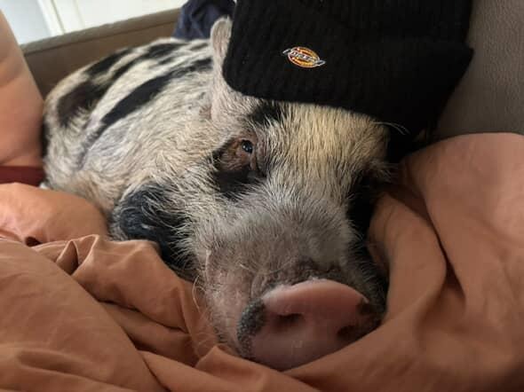 Help Apples the Pig Get His CT Scan campaign photo, 5 of 6