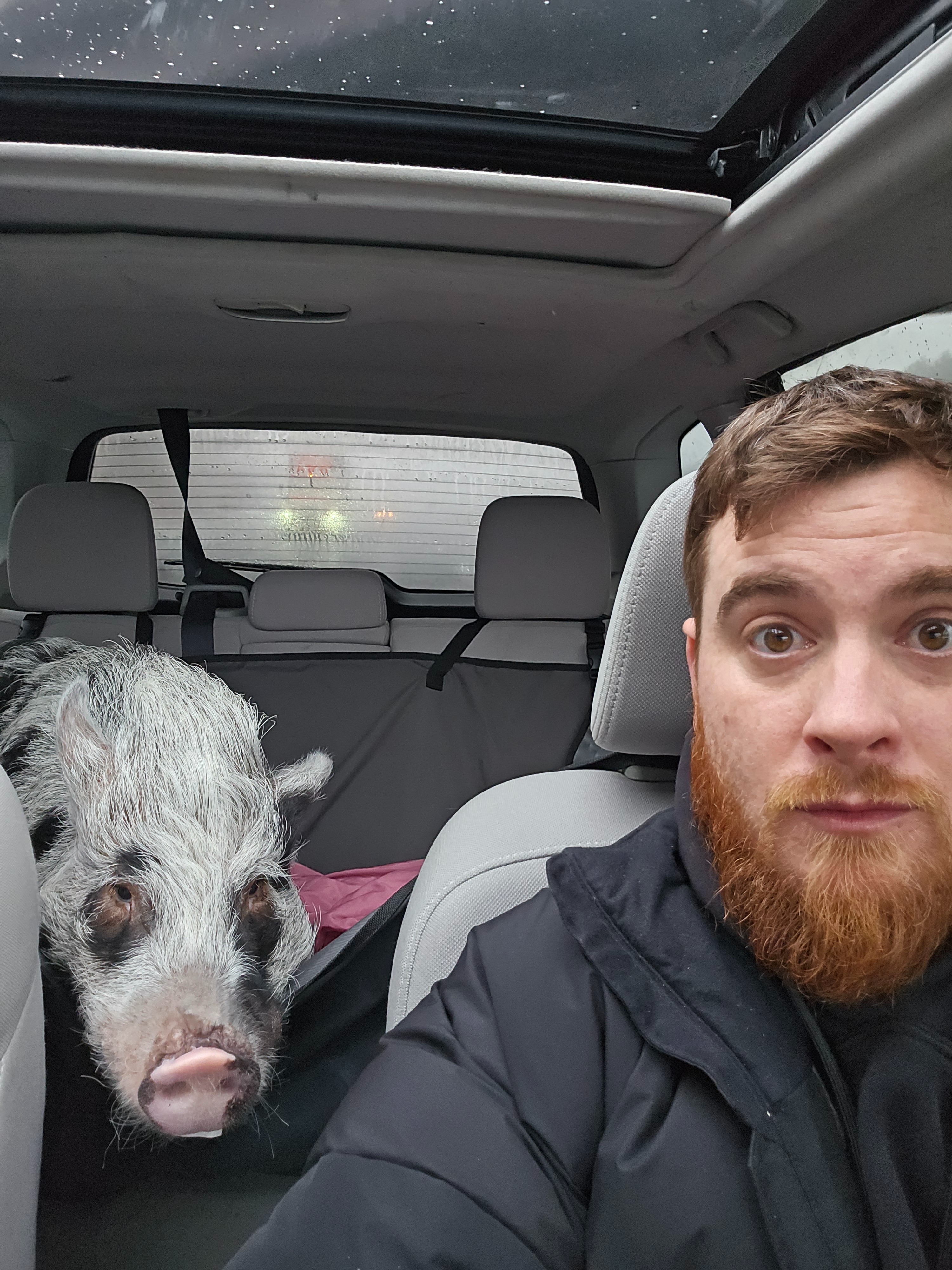 Help Apples the Pig Get His CT Scan campaign photo, 2 of 6