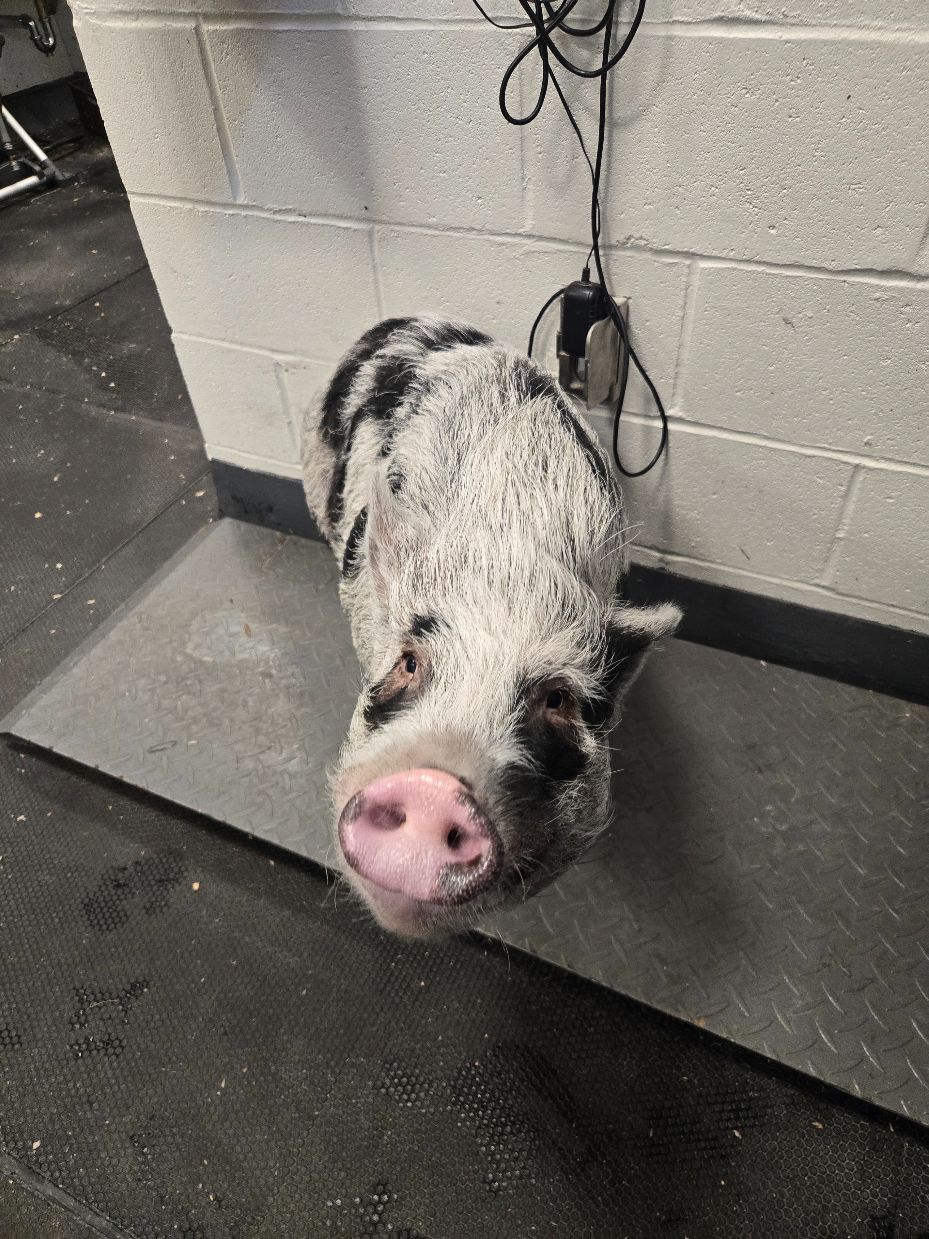 Help Apples the Pig Get His CT Scan campaign photo, 4 of 6