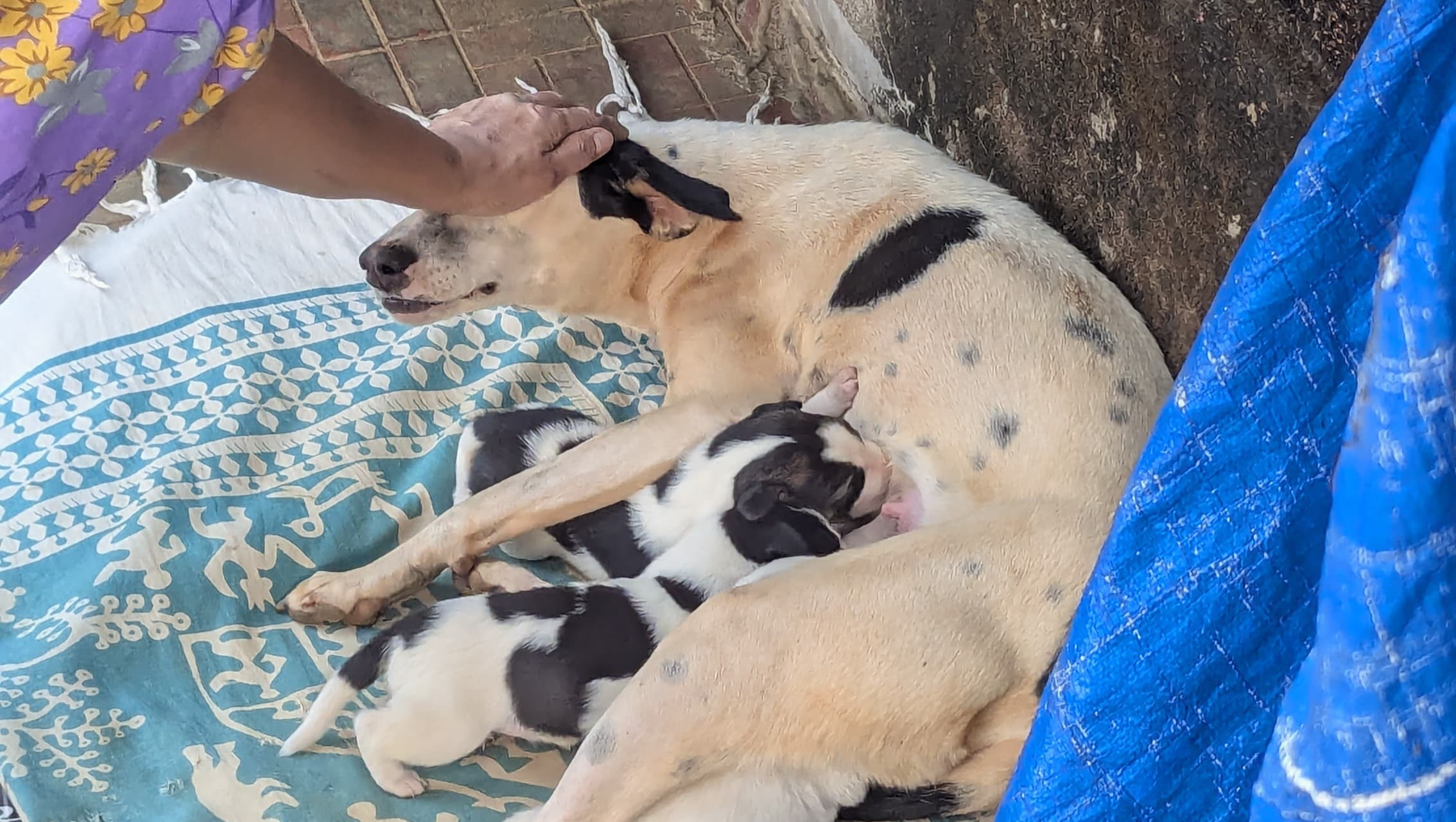 For Moti and her three puppies photo