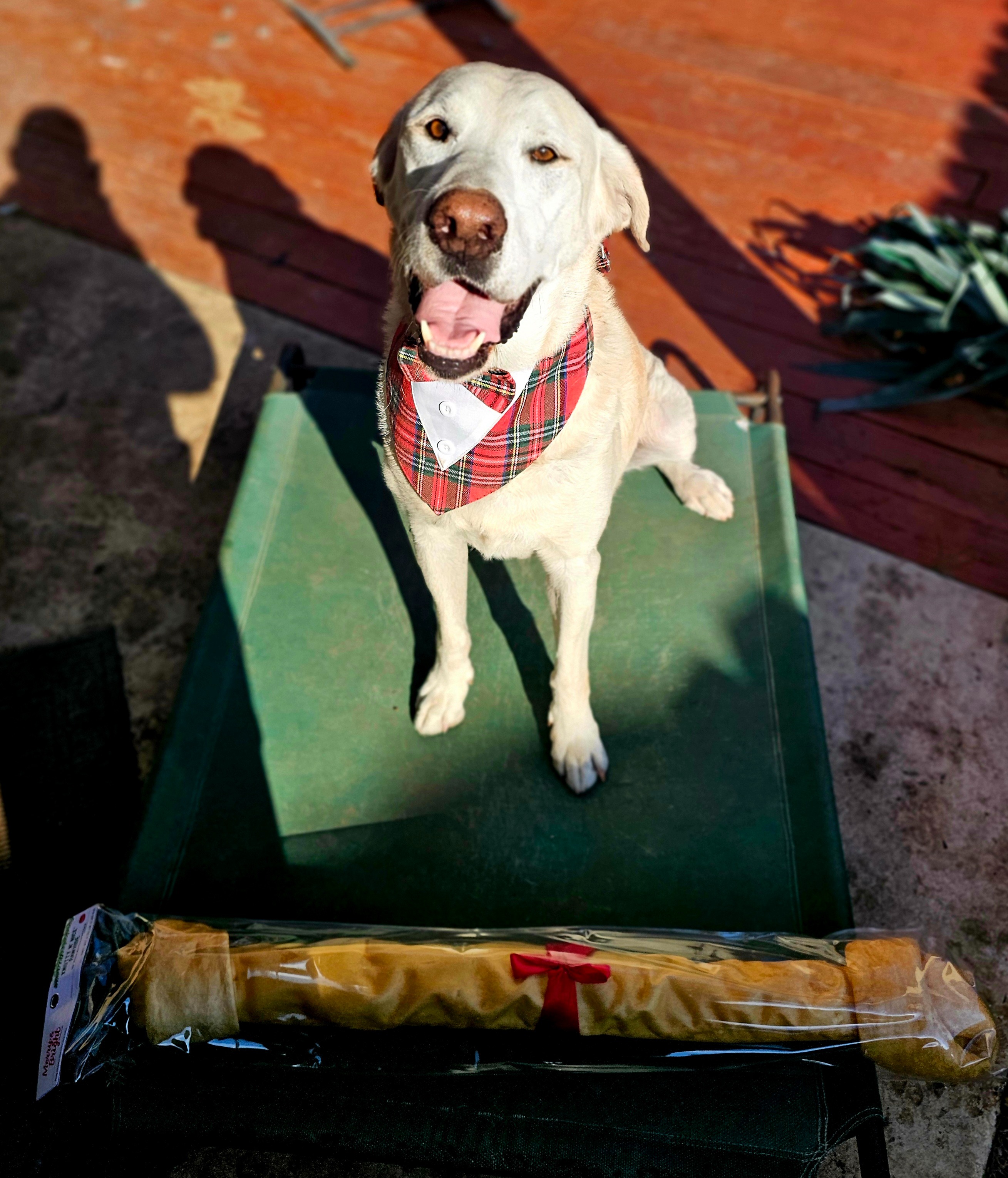 Caring for God’s Good Dog, Astro campaign photo, 5 of 6