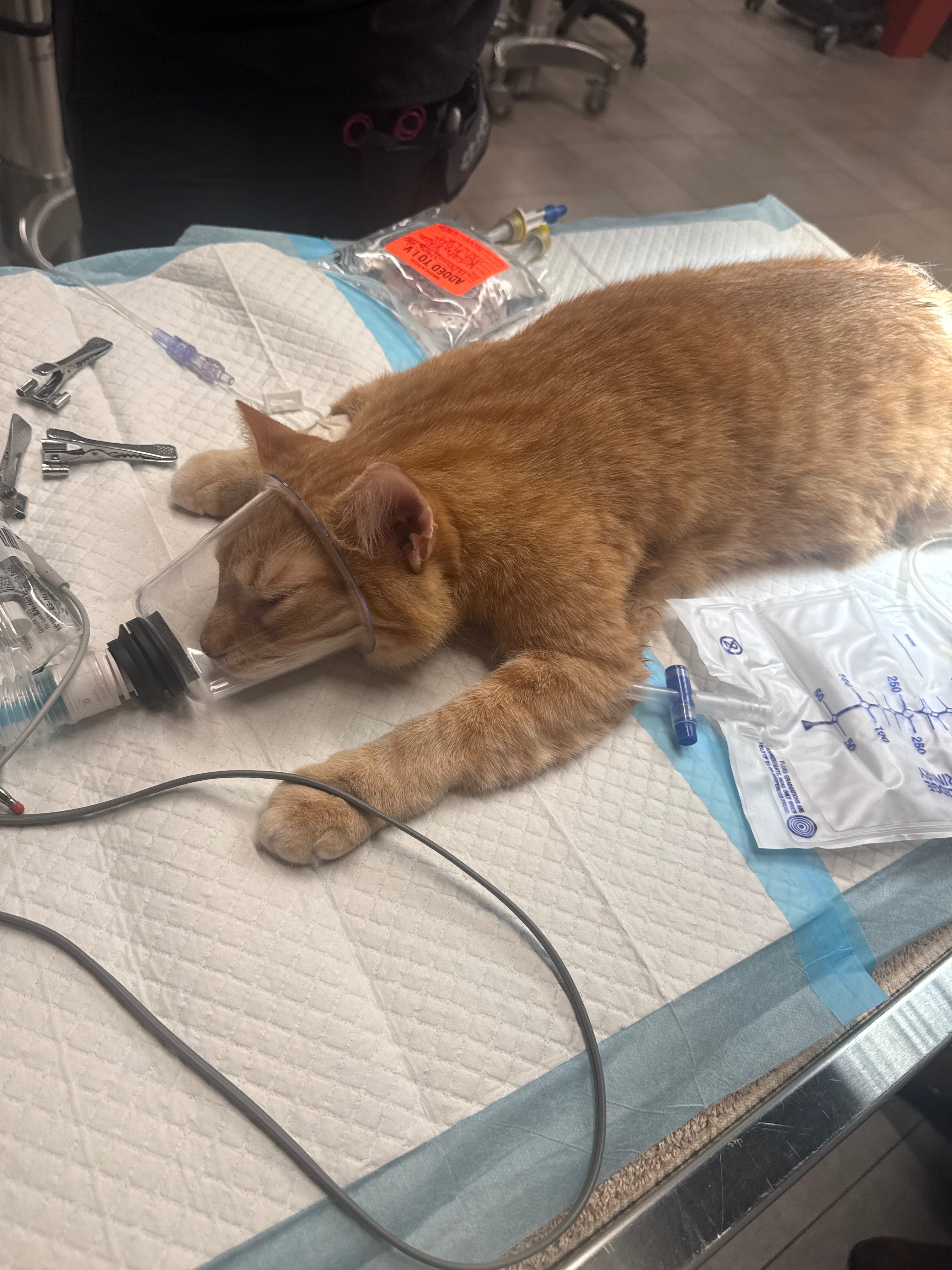 Help Kula Recover from Emergency Vet Care campaign photo, 5 of 6