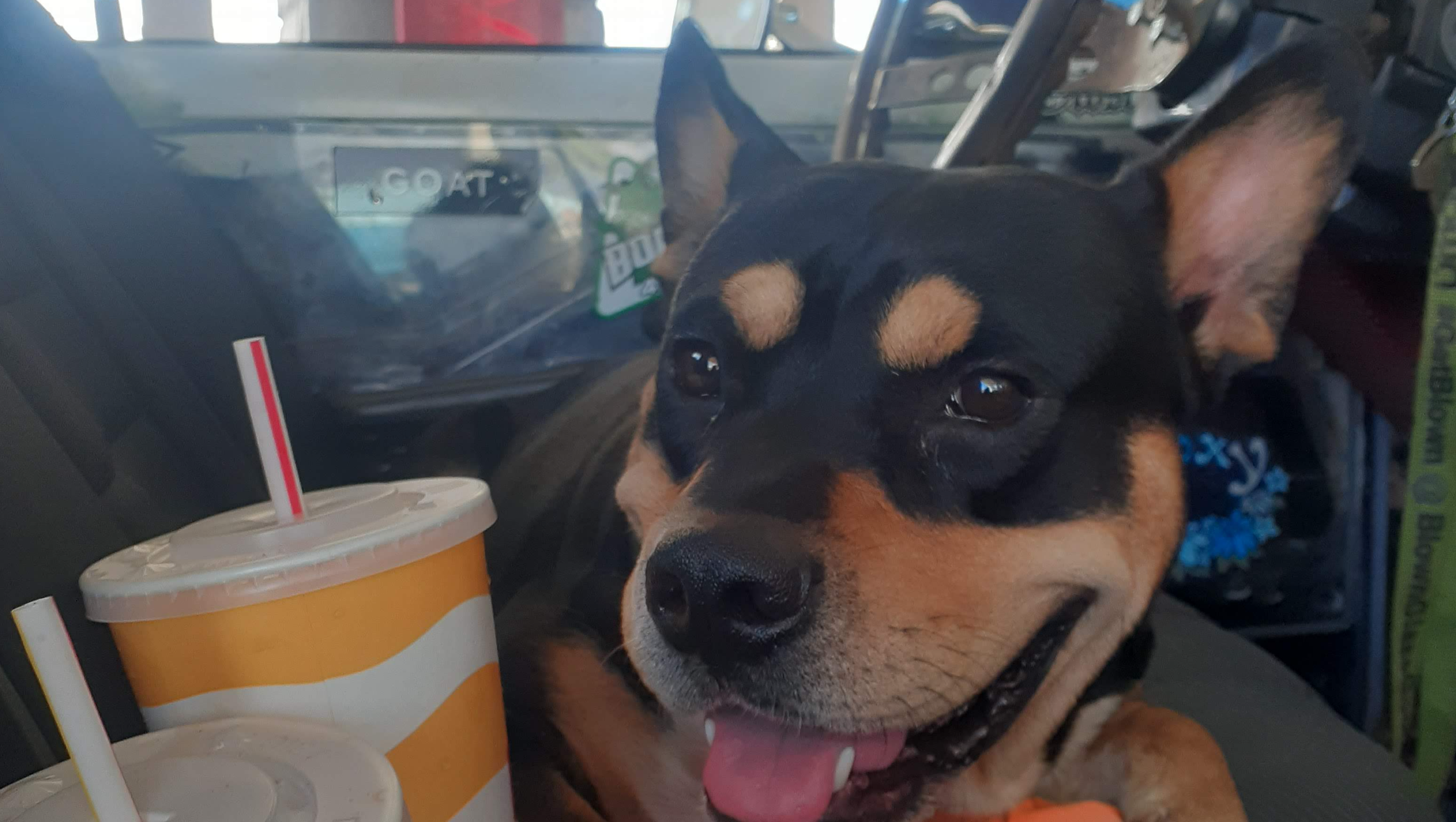 Help Kiawe with Medical Costs so he can run again photo
