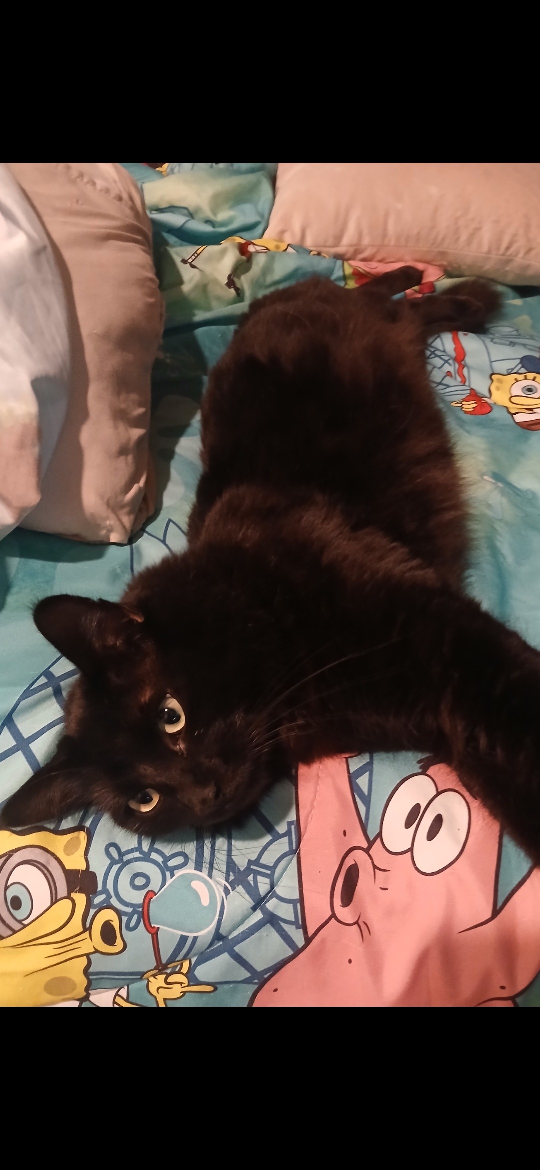 Support Binx's Emergency Vet Treatment campaign photo, 6 of 6