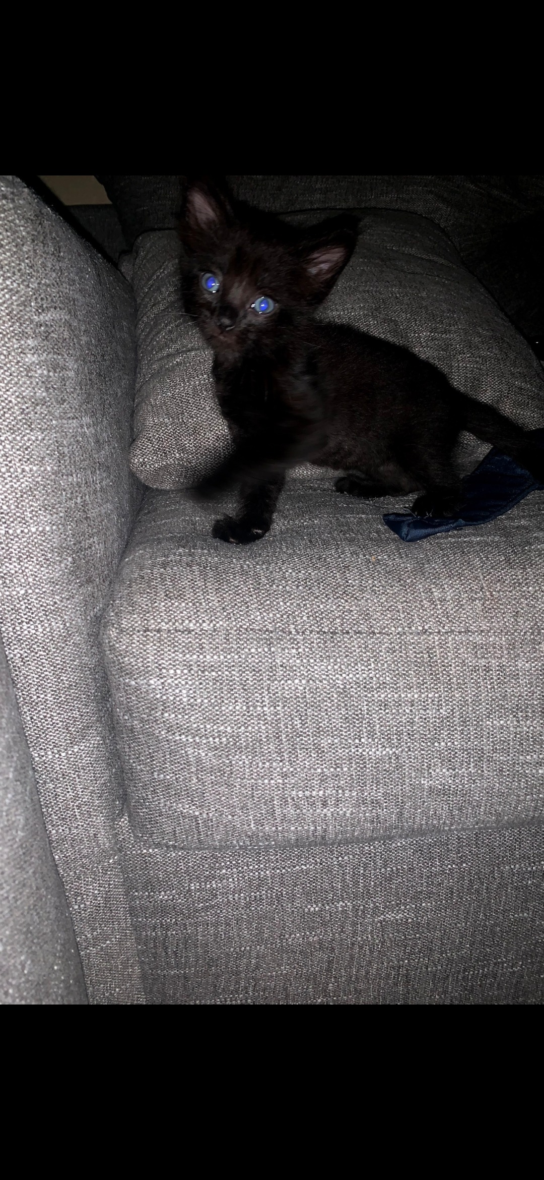 Support Binx's Emergency Vet Treatment campaign photo, 4 of 6