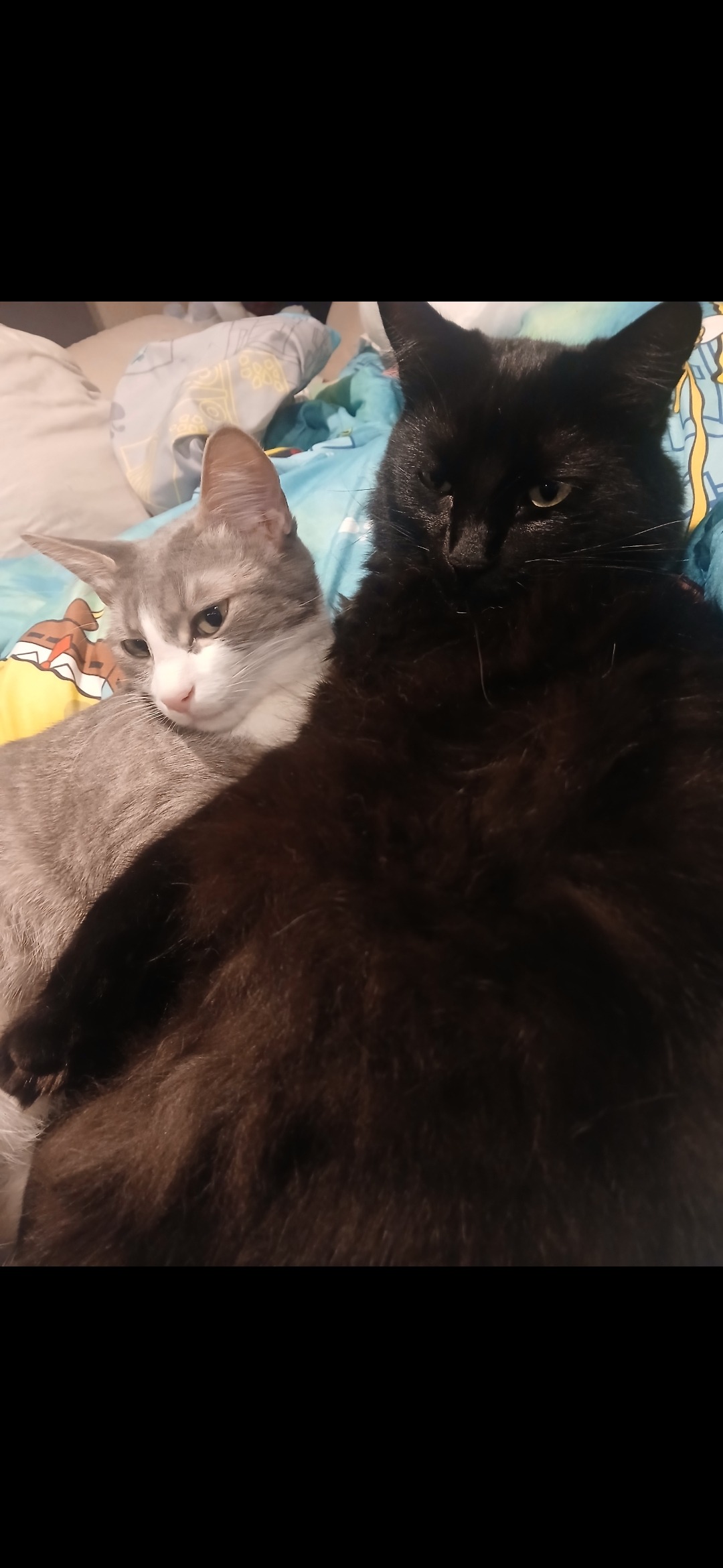Support Binx's Emergency Vet Treatment campaign photo, 5 of 6