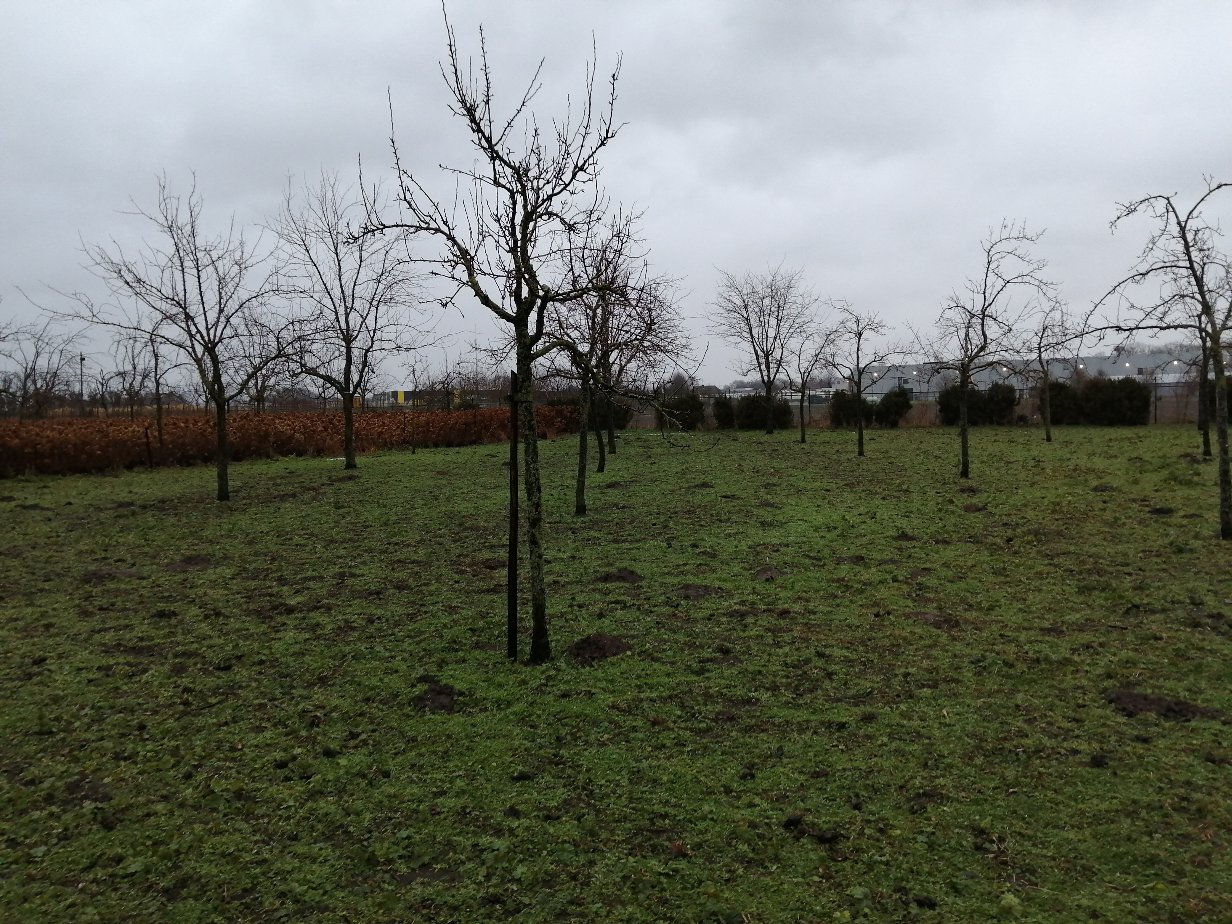 Opstart agro-ecologische tuinderij op Aards in Ospel. campaign photo, 2 of 5