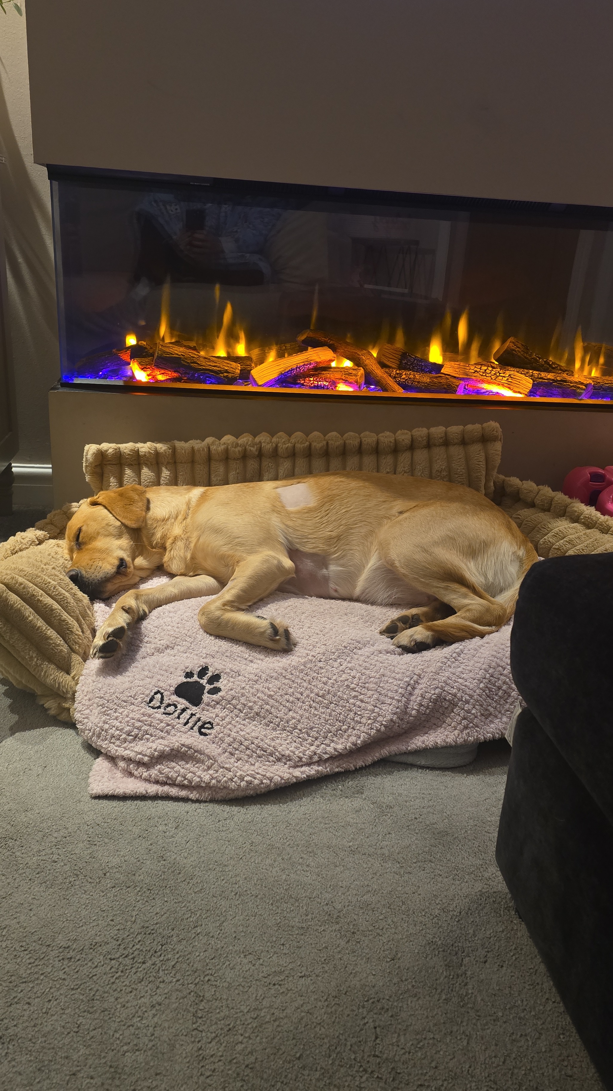 Save our Girl - Dottie the Goldador campaign photo, 7 of 7