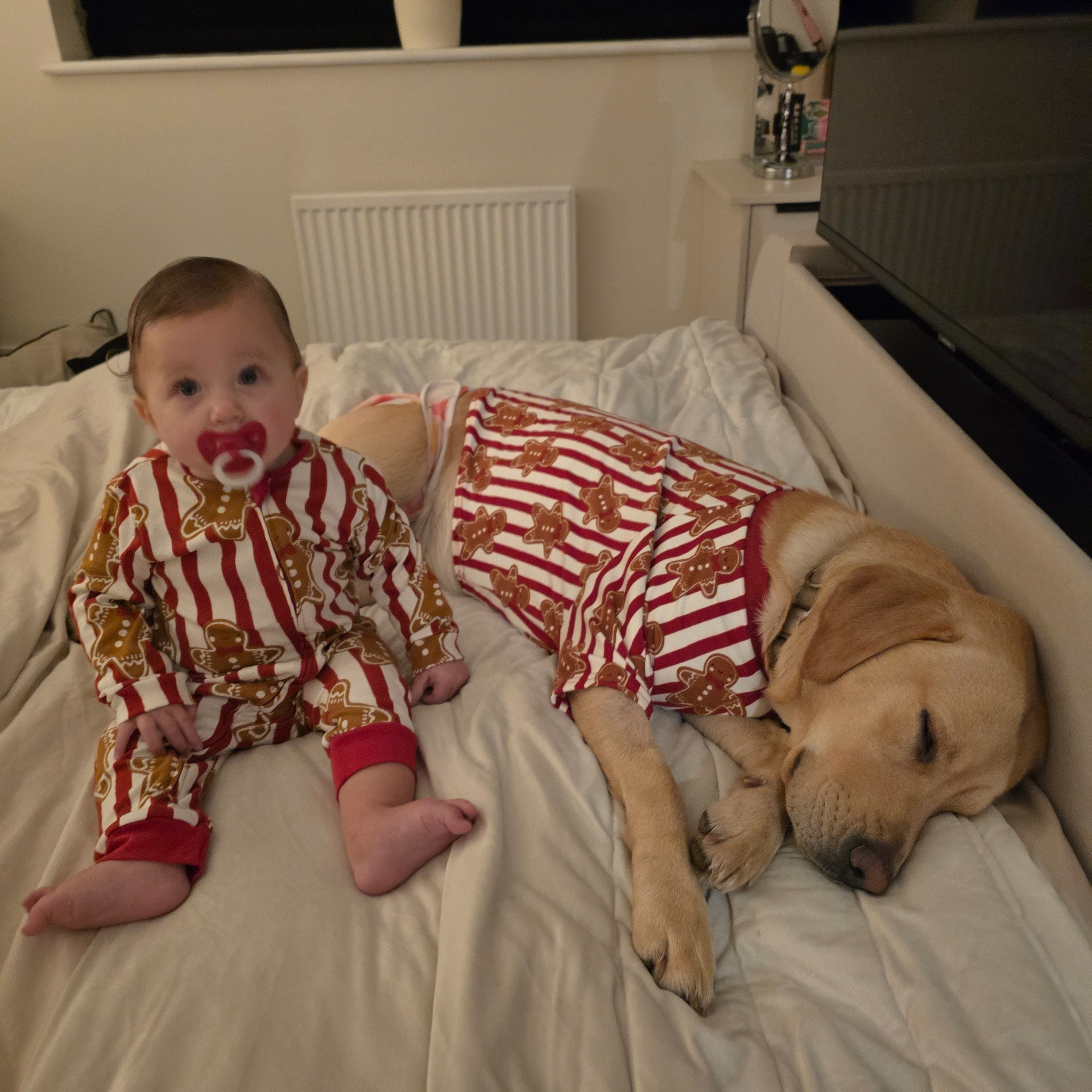Save our Girl - Dottie the Goldador campaign photo, 4 of 7