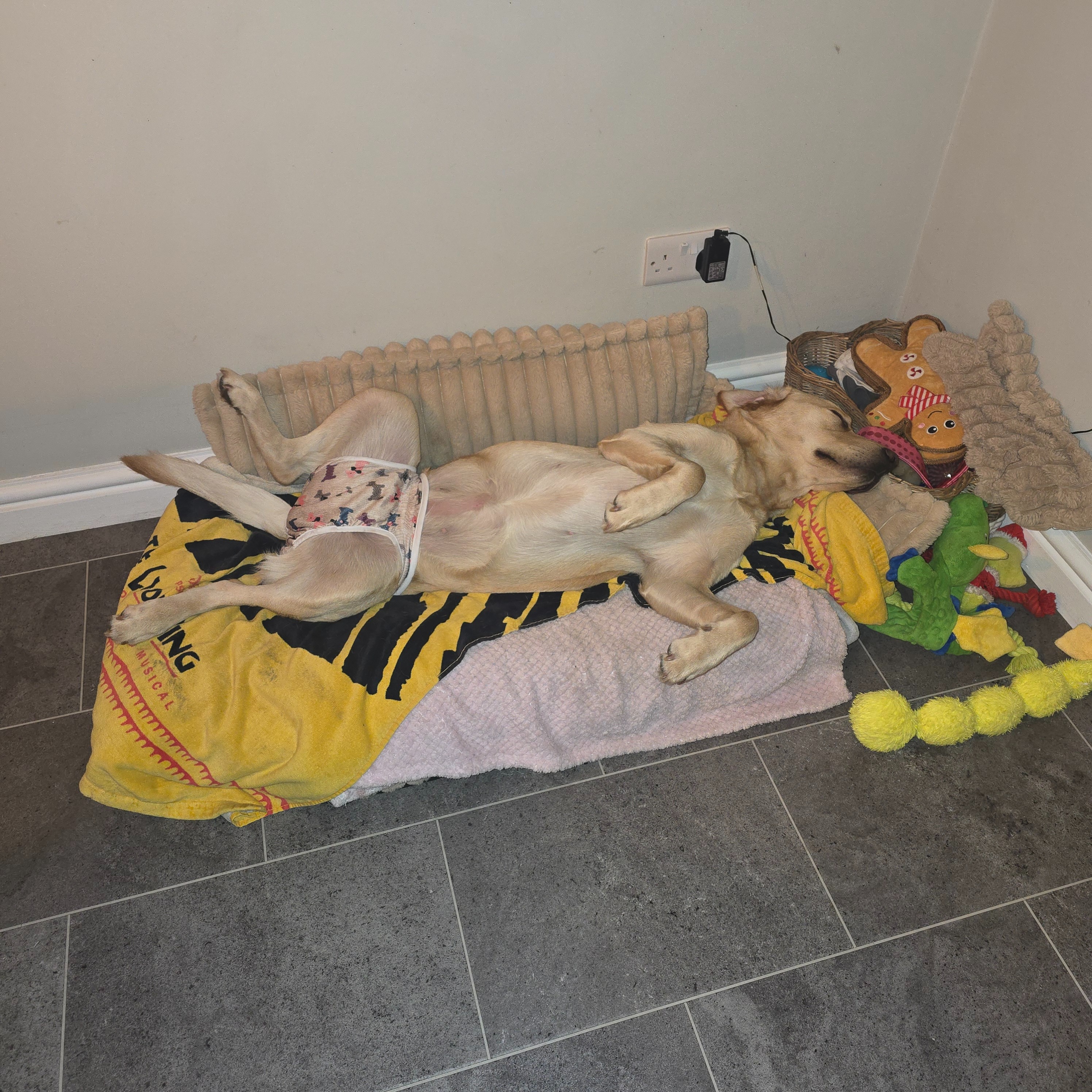 Save our Girl - Dottie the Goldador campaign photo, 5 of 7