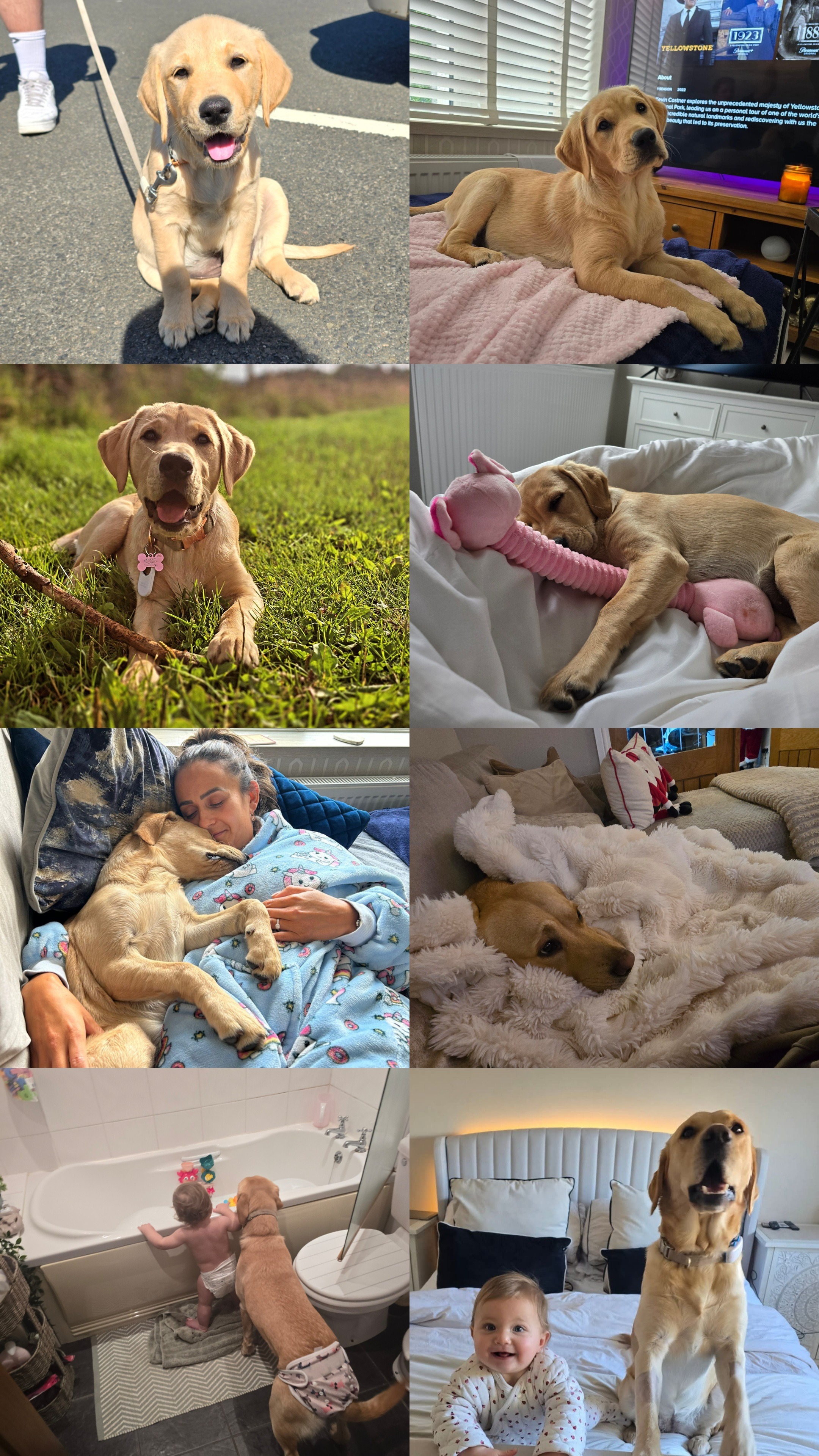 Save our Girl - Dottie the Goldador campaign photo, 6 of 7