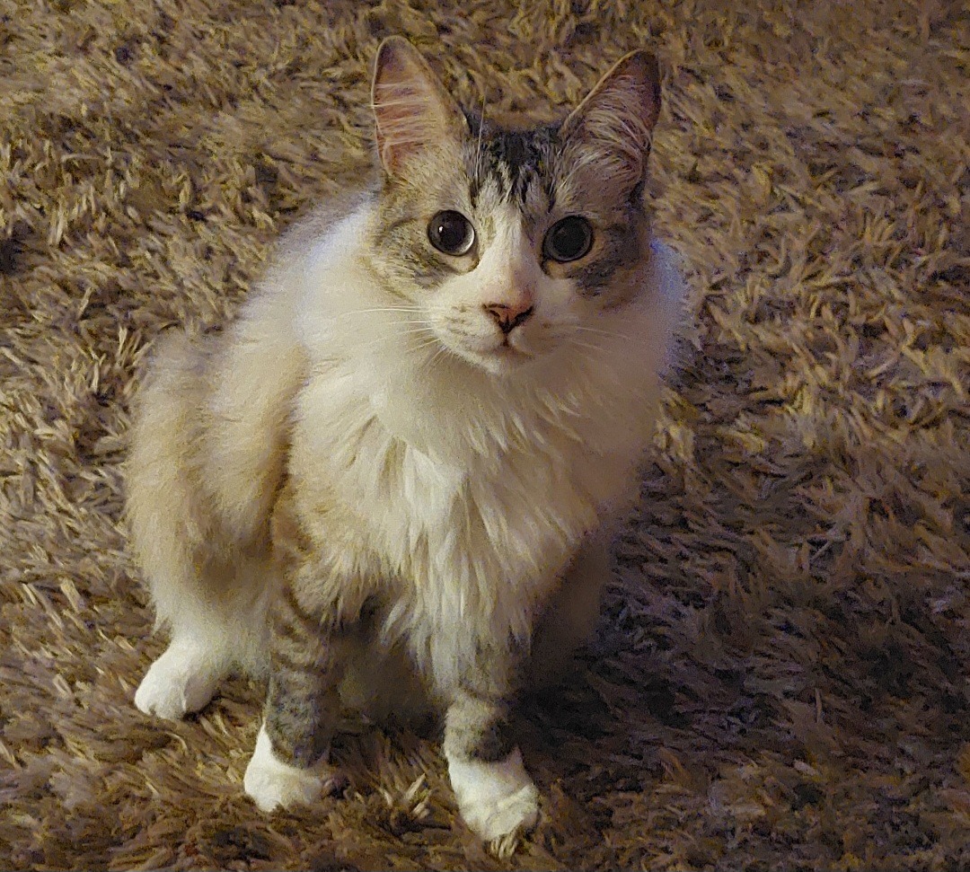 Kater Beppo leidet – dringend OP nötig campaign photo, 6 of 7