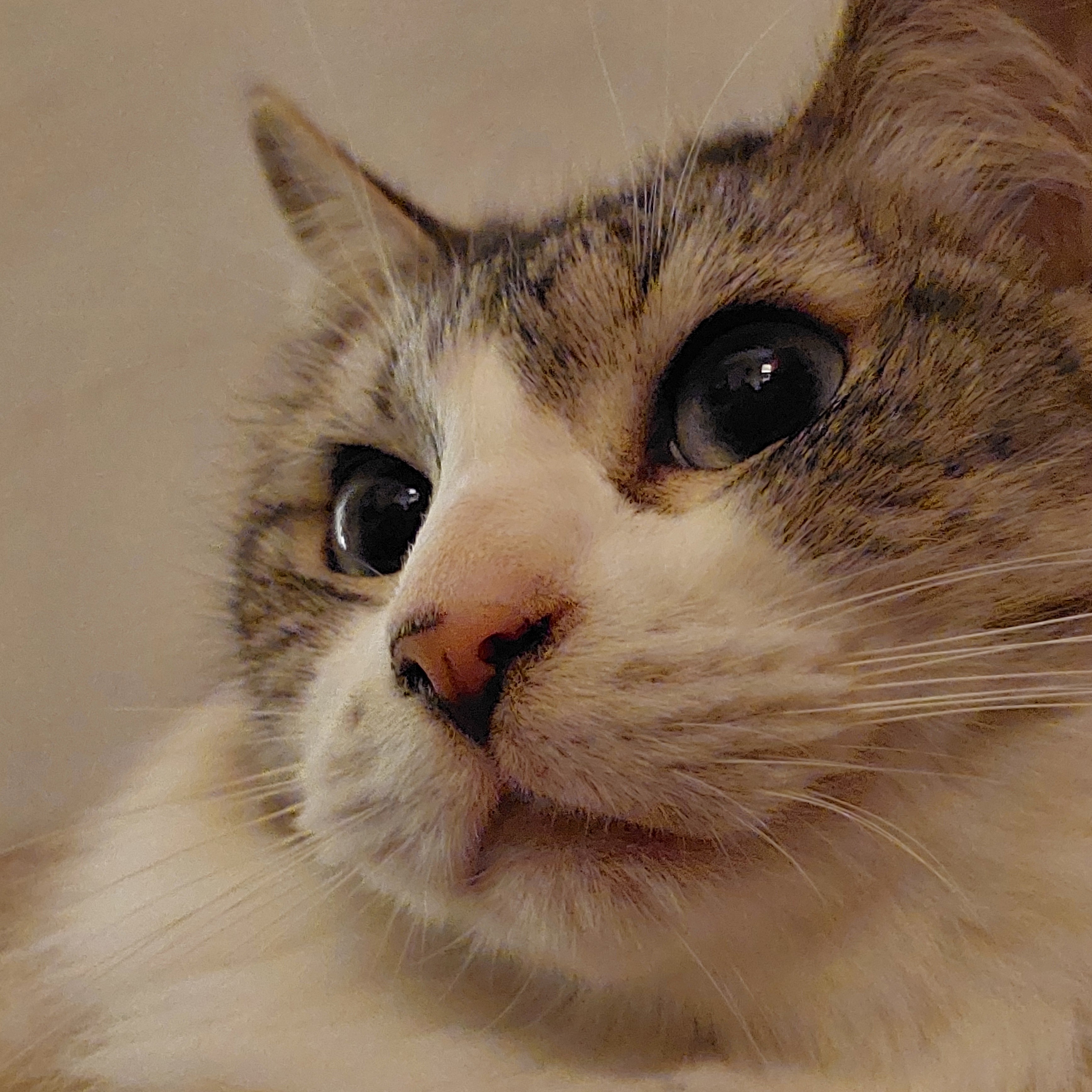 Kater Beppo leidet – dringend OP nötig campaign photo, 2 of 7